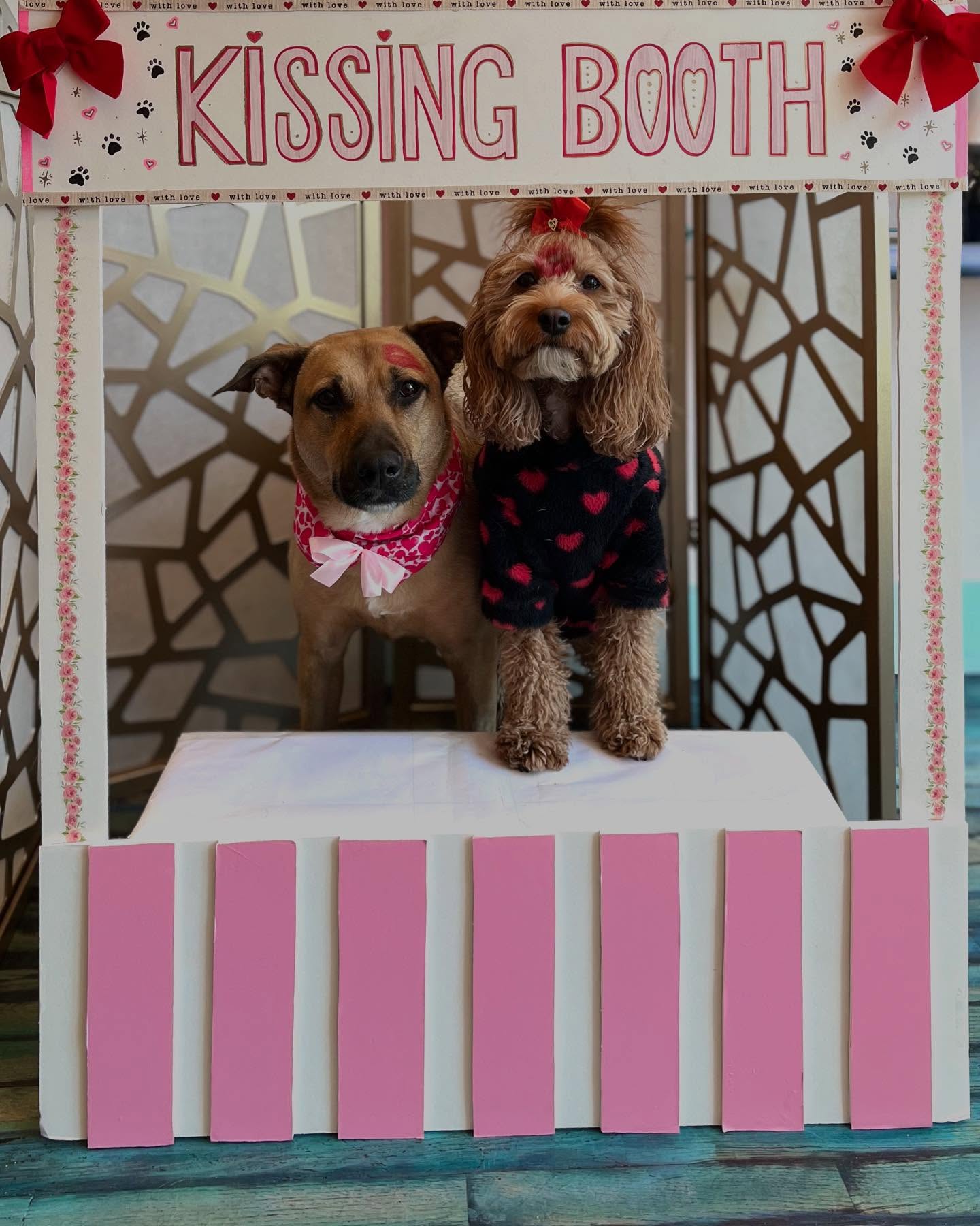 The pups had a great Valentine’s Day, full of love and kisses! 💋 @_itshunni_n_cynnamon