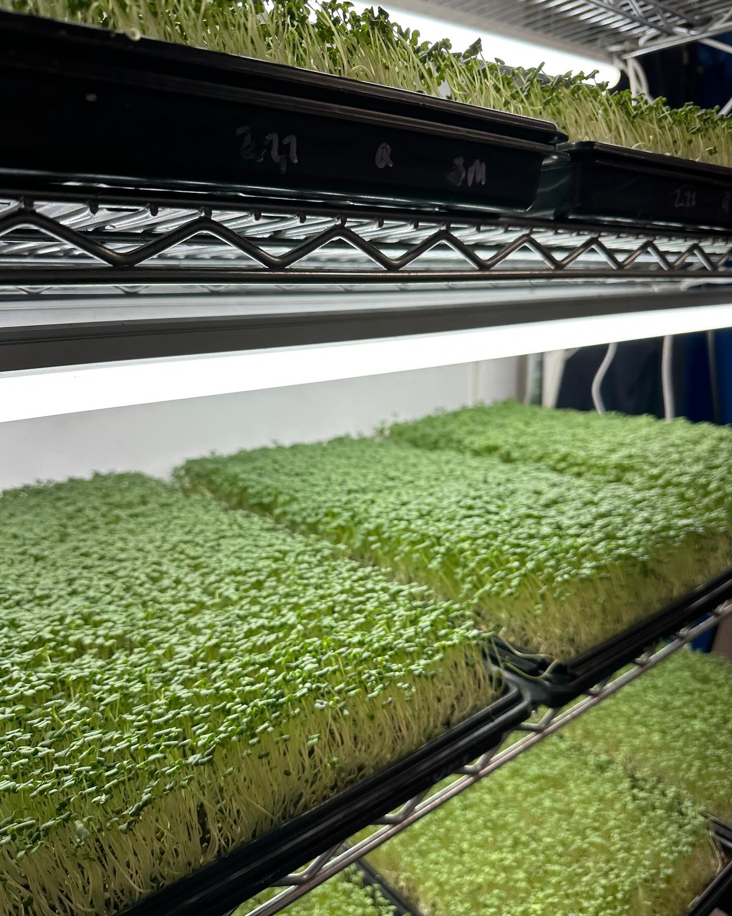 A few pics of our Microgreens waiting for their harvest dates.
We grow in a 500 sq/f insulated building fully equipped with all environmental controls.
We have 9 vertical racks in production and separate areas for planting and harvesting.
There is watering, soaking and planting every day and we harvest 5 days/week for different markets, restaurants, retail and home deliveries. Most of our time is spent scrubbing those trays after a harvest!
And yes, that’s our lemon tree.
She needs to come inside for the winter.
It’s a pretty nice place to be, which is good cause we can never leave!
❤️🌱
.
.
.
.
.
#verticalfarming #microgreens #indoorfarming #supportlocal #healthyfood #microgreensbusiness #farmersmarkets @qbfarmersmarket @islandrootsmarket @nesvog_meats
