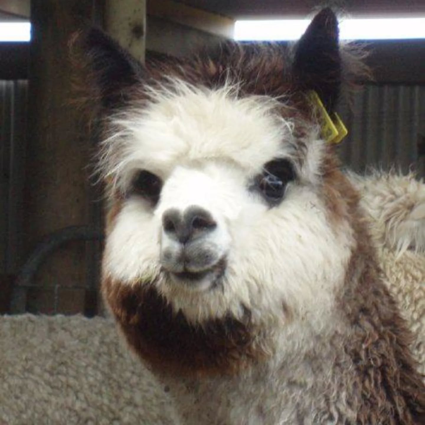 Boronia ❤️
ei som matmor falt pladask for i Australia i 2009, hun har vært en fantastisk alpakka og gitt oss like fantastiske avkom 🥰
Vi har ikke fått like pene(fargemessig), men i fjor 🤩❤️
Bormio 💙 makan til sjarmør 🥰 han er sin mor opp av dage 👌
Vi stiller han på @dennorskealpakkaforening sin utstilling i april. Spenningen er om han vurderers som rosegrå som sin mor, og om han innehar kvalitetene 🙄😃