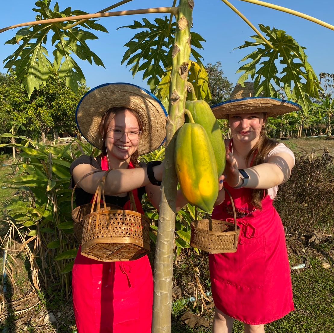 Papaya and banana in our organic farm 🍌🌶️
.
Happy gardener 🪴🌻
Make your garden more colorful with good vibes
Cooking Thai food with @thebest_thaicookingcourse
Contact to join us
📞 +66 96-091-5365
📩 DM
📧 info@thebestthaicookeryschool.com
🌐 thebestthaicookingcourse.com
#thai #Chiangmai #lerning #cooking #thaicookingcourse #activities #workshop #thaicusine
