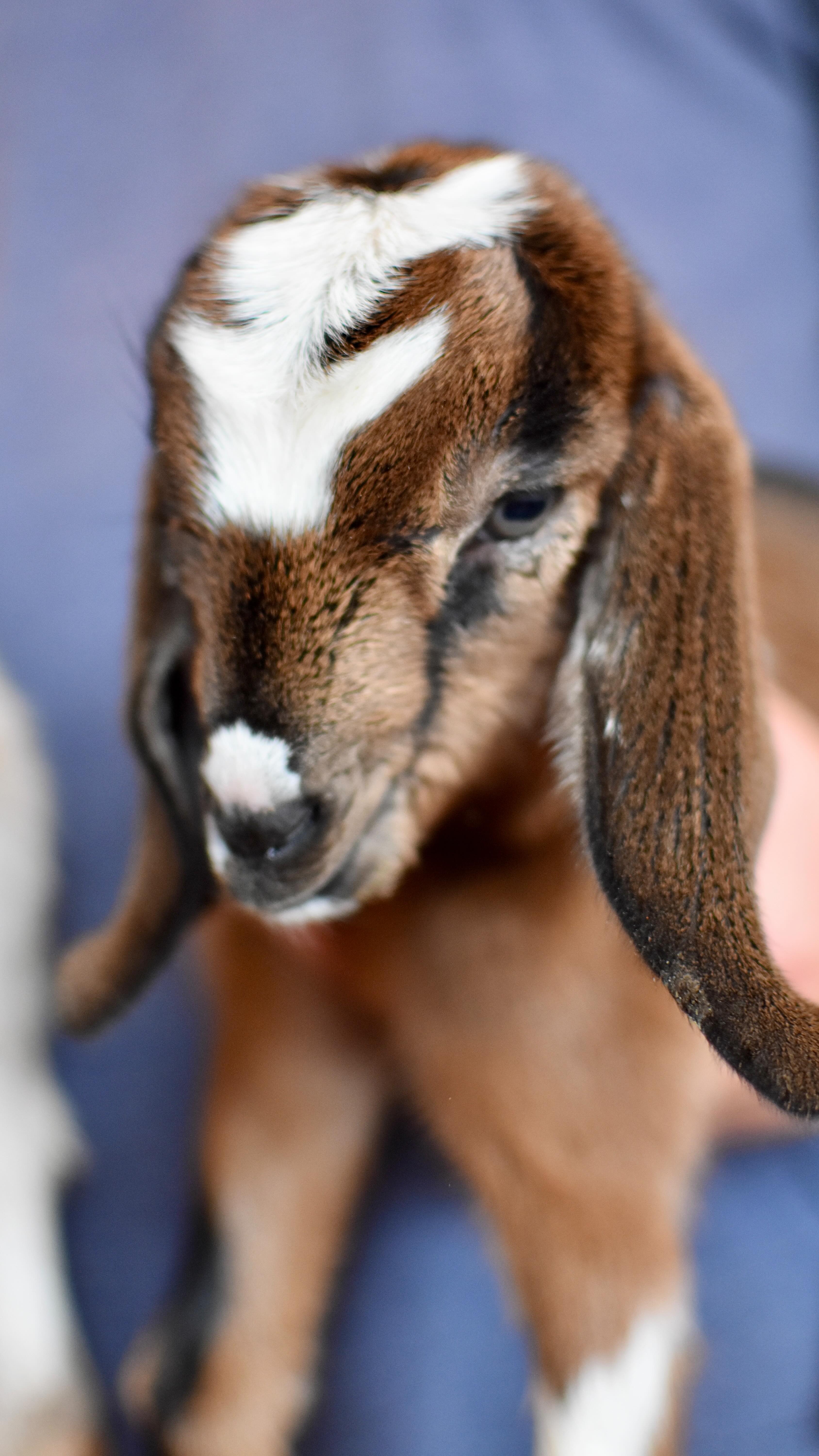 Curious kids with the camera! ☺️🤗😁 #dairygoats#mininubians#countryliving#dairyherd#goatlife#andrewstexas #alpharanch