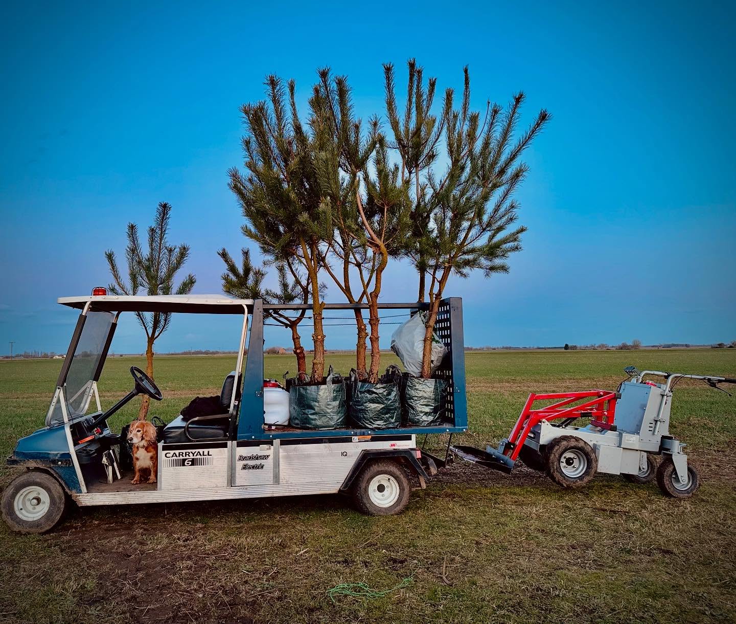 Electric ⚡️ and sausage sandwich power potting up Scotts Pines from the field 🌳