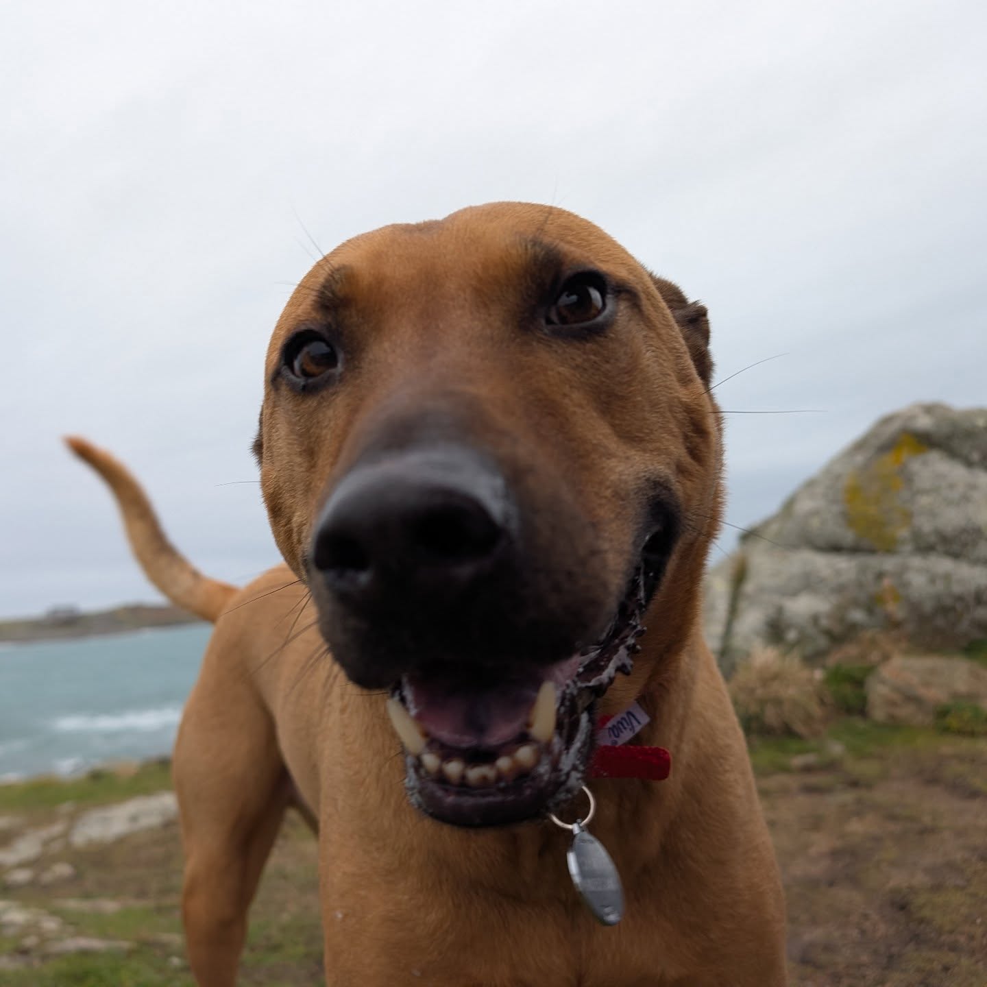 Sammy is always smiling when out on our walks.
Let us bring a smile to your dogs face.
www.doggysteps.co.uk