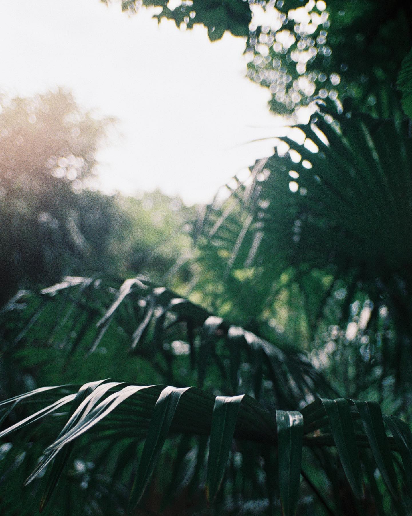 Nature
#kodak #onfilm #madewithkodak #35mm #gold #weddingphotographer #photographemariagelyon #weddingplannerlyon #nature #plant #backlight #tree #holidays