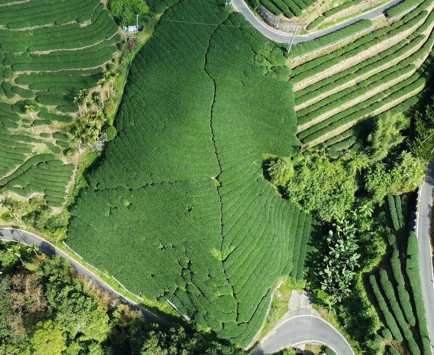 Why Does Taiwan Produce Some of the World’s Finest Tea? 🌿✨
Taiwan is renowned for its exceptional tea, and here’s why:
🍃 Perfect Climate & High Mountains – Taiwan’s misty, mountainous terrain provides the ideal environment for slow-growing tea leaves, enhancing their flavour and aroma.
👐 Centuries of Craftsmanship – Taiwanese tea masters refine their skills over generations, perfecting unique processing techniques that bring out complex, layered flavours.
🌱 Small-Batch, High-Quality Production – Unlike mass-produced teas, Taiwan focuses on handcrafted, artisanal batches, ensuring a higher standard of quality.
💚 Unique Varietals & Specialties – From High Mountain Oolong to Oriental Beauty, Taiwan offers some of the most sought-after and distinctive teas in the world.
A sip of Taiwanese tea is more than a drink—it’s a taste of tradition, nature, and artistry. Have you tried Taiwan’s finest brews yet? 🫖💛
#TaiwaneseTea #TeaCraftsmanship #HighMountainTea #FormosaTeaCo