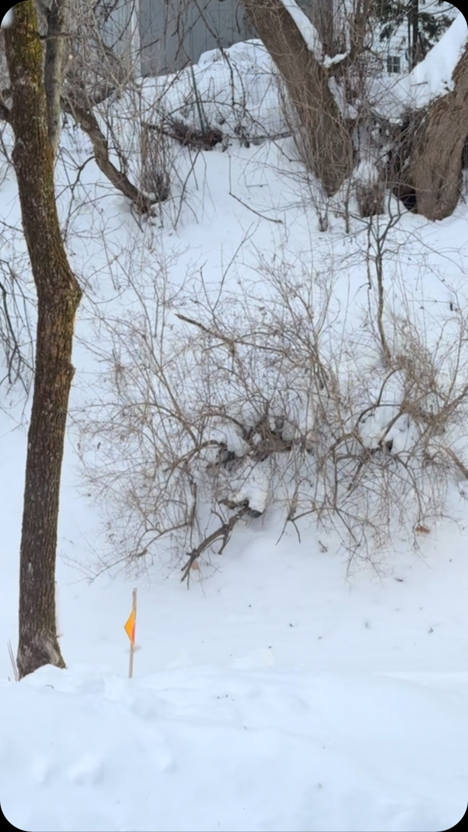 Making the magic happen! Conditions are great! Get out there! 🙏 #thankagroomer #lamoillevalleyrailtrail #hugagroomer #winterinvermont #vermonttourism #lvrt #wintercycling