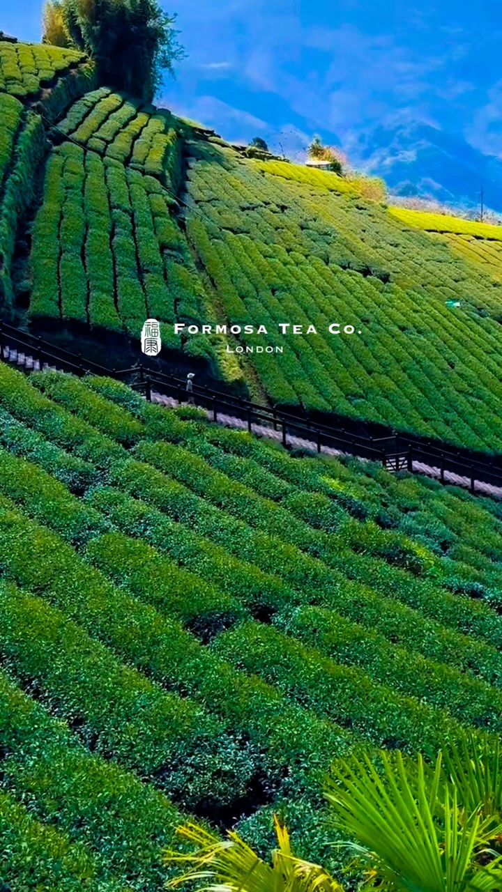 𝓛𝓲𝓿𝓮 𝔀𝓮𝓵𝓵, 𝓭𝓻𝓲𝓷𝓴 𝔀𝓮𝓵𝓵 🍵
Step into Taiwan’s finest with our artisanal single estate teas, sourced from the most prestigious terroirs. As a family-run boutique founded in 2024, we offer authentic, handcrafted selections of exceptional quality—once exclusive to insiders, now yours to enjoy. More than just tea, each cup is an invitation to slow down, savour the moment, and reconnect with yourself. In a fast-paced world, tea offers a quiet ritual of balance, mindfulness, and care—for yourself, for the planet, and for the traditions that bring us together.
We @formosatea.official are proud that every tea leaf we offer carries a story—of patience, craftsmanship, and stillness. From soil to steep, it embodies the essence of nature, reminding us that true beauty lies in the moments we choose to embrace. Slowing down isn’t a luxury—it’s an intentional way of living. Because sometimes, the most powerful movements begin with the smallest gestures.
The way of tea, the way of life.
