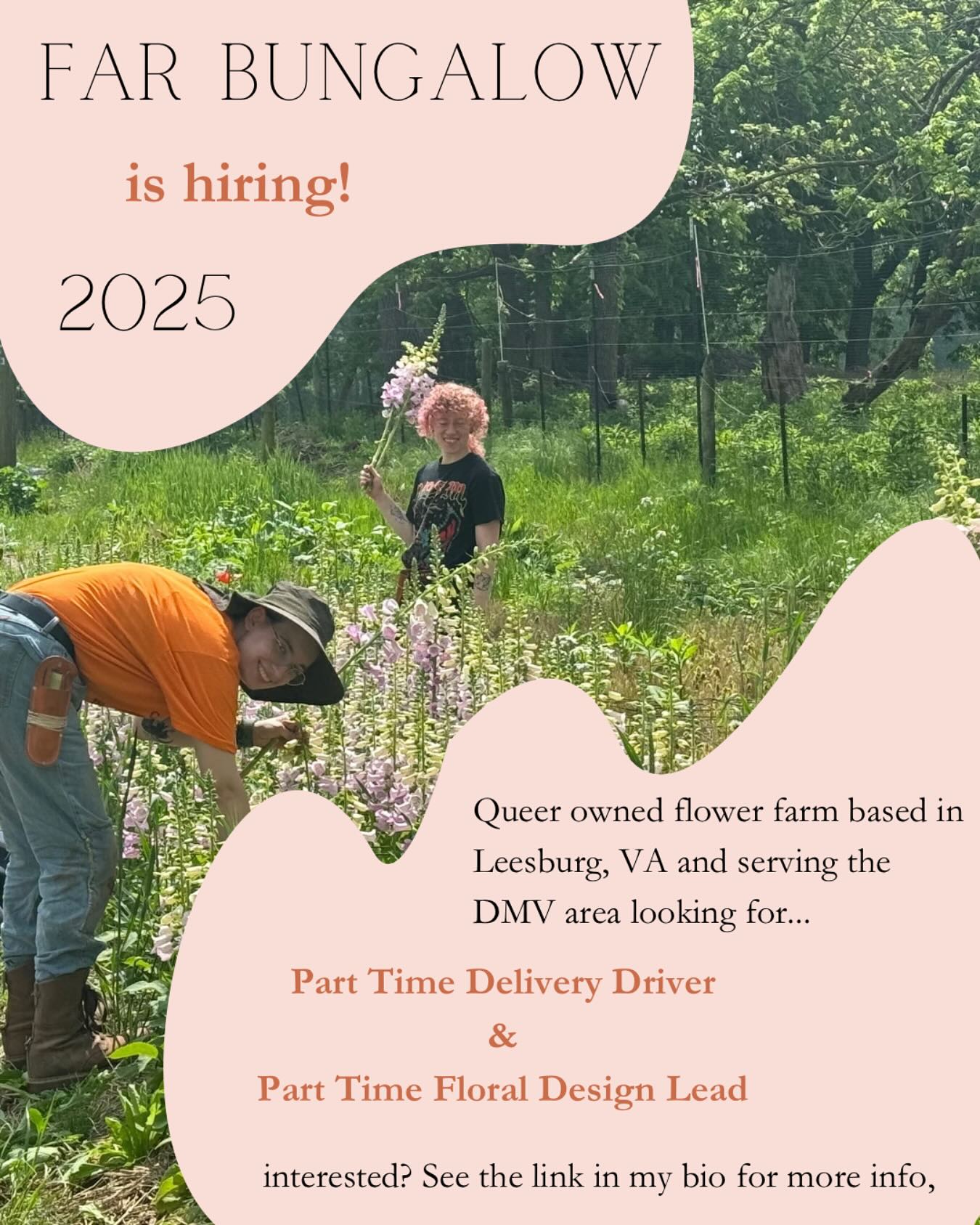 Want to join our team?! Far Bungalow is hiring for TWO part time positions!
- Floral Design Lead
- Delivery Driver
Both positions are seasonal (10-20 hours per week) with competitive starting pay and potential increase for the right fit!
Work with our fun and funky farm crew as we spread flowers across the land!
Check out the link in my bio or head to our website and see full position descriptions and how to apply!
#flowerfarmer #localflowers #nowhiring #dmvfloraldesigner #dmv #loudounjobs