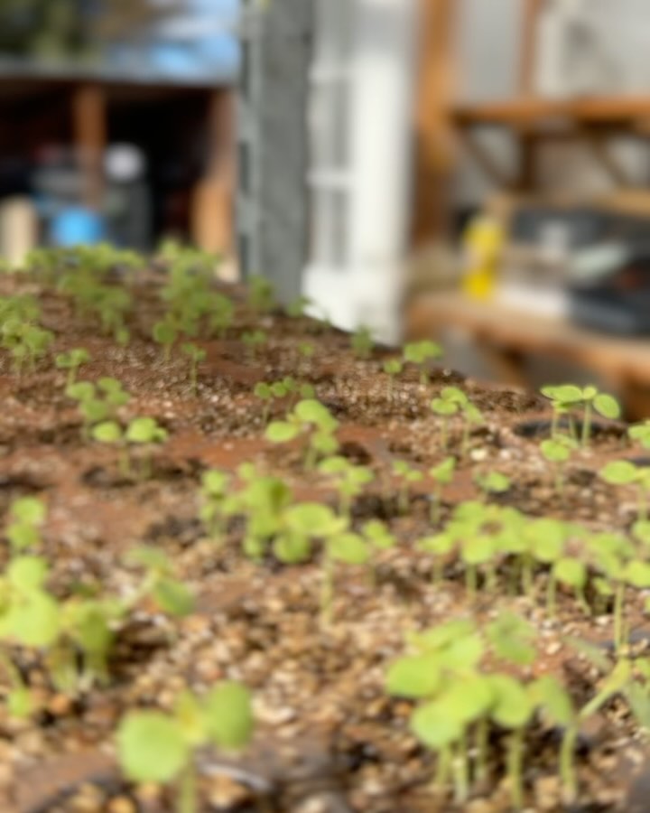 Canโt tell you enough how excited I am about seeing green and about snow melting. ๐