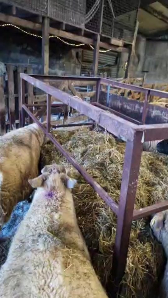 24th February... lambing is off to a bit of a rocky start.