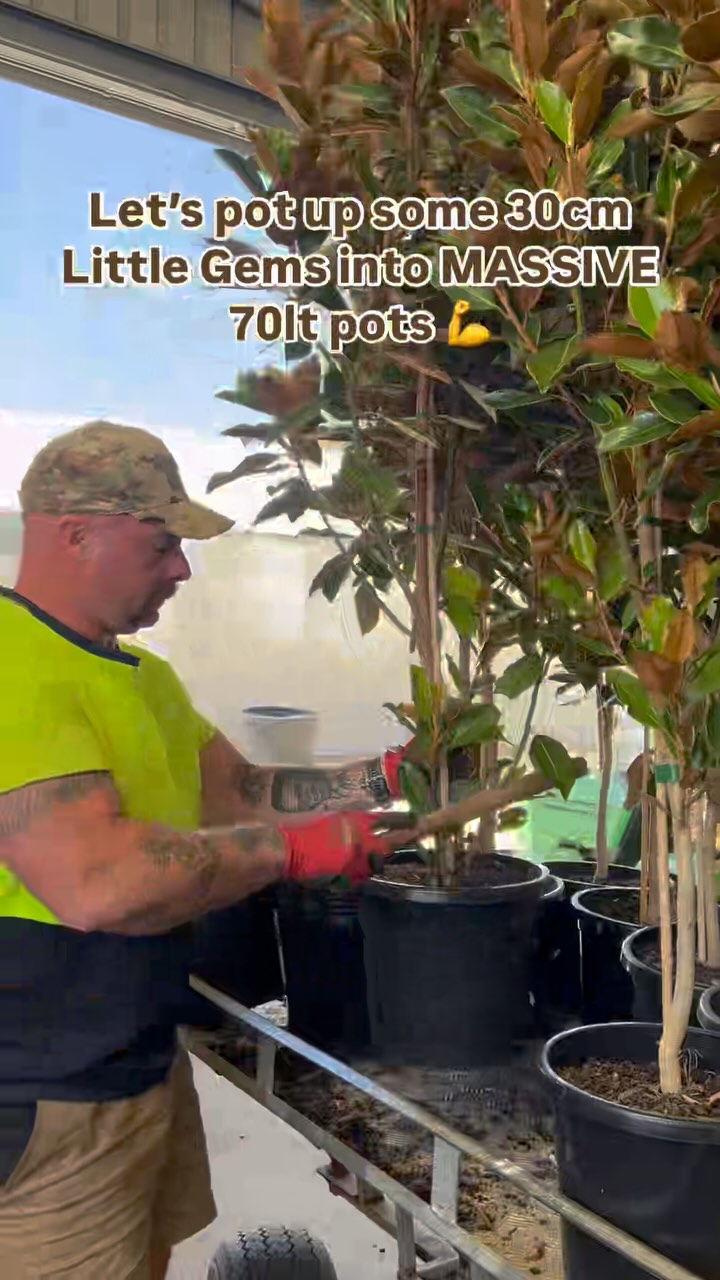 See how our Bundameer production team gets things done 💪💥 These Magnolia Little Gems are on their way to become big bushy 70lt trees!!
Head to Evergreen Connect through the link in our bio to see what’s currently on offer and ready to plant right now ✨🌱
.
.
.
.
#australianlandscaping #wholesaleplants #plantnursery #morningtonpeninsula #plantwholesale #gardeningaustralia
