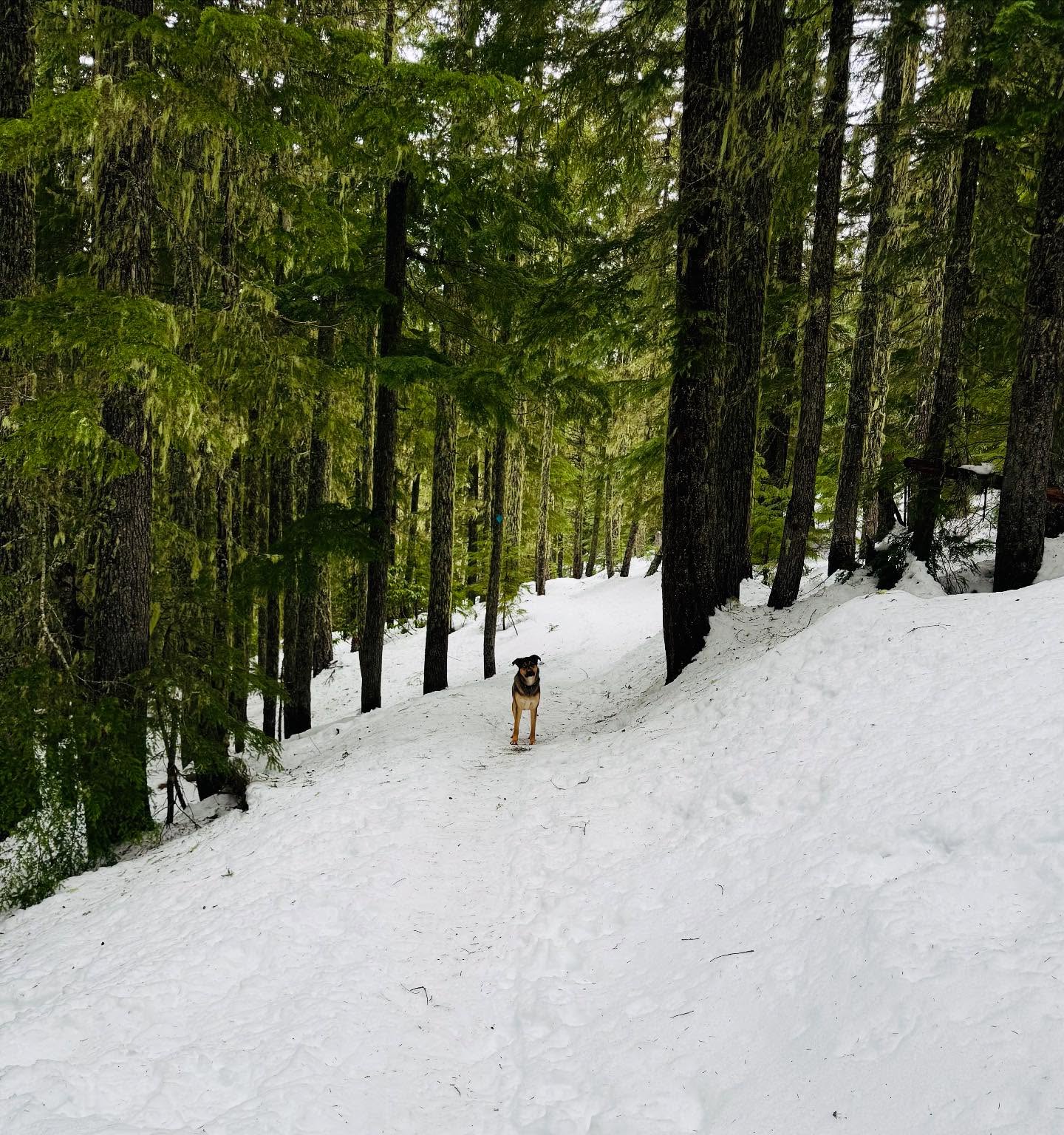 Nature has always been my greatest healer. There is something about the fresh clean air. Going where humans haven’t made such an imprint on the world yet.
It feels so pure. And that is where thoughts of my baby girl and how much I miss her come so easily to the surface. Her love was pure. Just like the trees around me. Just like the paw prints of my other dogs mark on the world. Just like the cedar smells and the crisp kiss of air. So pure.
I feel her magic. I still do. How can I not?!
https://www.skysthelimit.online
#nature #natureheals #mountains #mountain #snowshoes #snowshoeing #snowshoeingadventures #snowshoeingwithdogs #mthood #mthoodnationalforest #grief #griefjourney #griefsupport #griefawareness #dog #dogsofinstagram #dogslover #doggrief #heal #healingjourney #healingenergy #beauty #doglife #rescuedogsofinstagram #dogs #mountainadventures #mountainview #snow #wilderness #skysthelimit