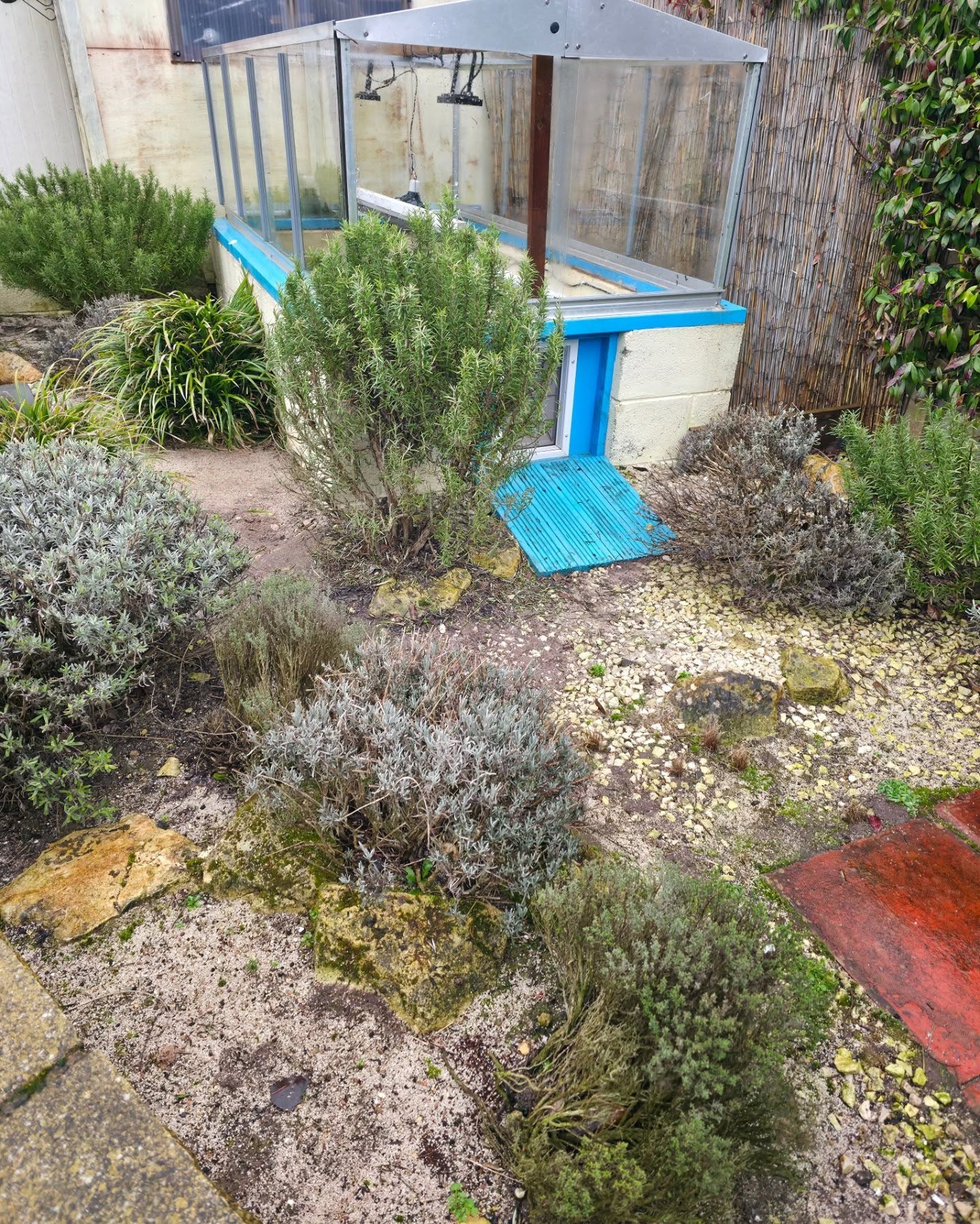 As the temps are increasing its time to get enclosures ready for the season. We cover our over during the winter with tarpaulin. Plenty of cleaning and testing of equipment. Here we have prepared our western herman enclosure. Cant wait for the ☀️
#hermanni #testudohermanni #midlandtortoise #tortoise #Tortoise #tortoisekeeper #tortoiseofig #tortoiseofinstagram #tortstgram #tortoiselife #reptilesofinsta #reptilesofig #repstagram #pets #reptile #schildkröte #uk #spring #springiscoming #springwatch #tortoiseoutdoorsetup #coldframe