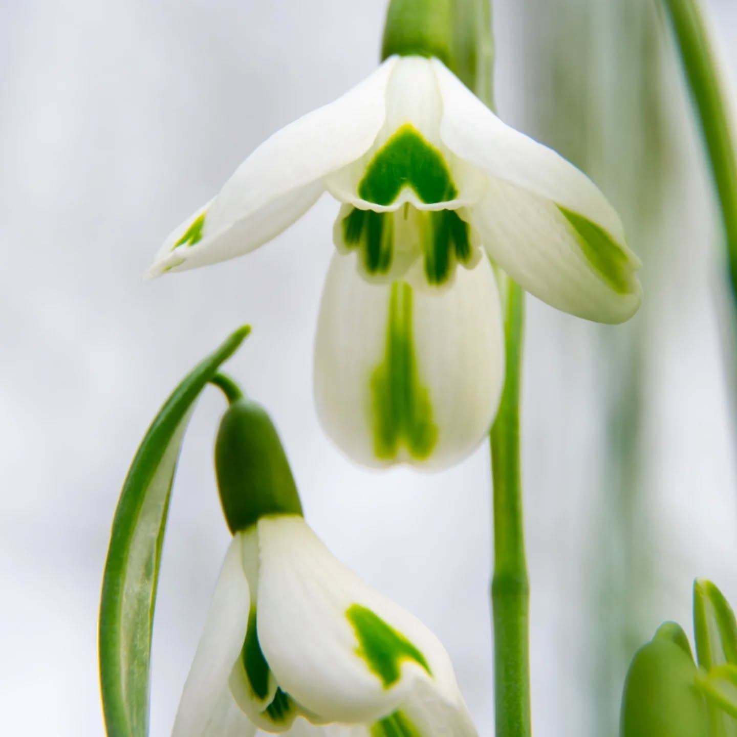 Had a lovely little stroll around @barnsdalegardens this week taking in their lovely snow drop flower displays.
Check these beauties out 🤍
#rutlandartist #rutlandart #rutlandwater #barnsdalegardens #barnsdale #multuminparvo #snowdrop #snopdropseason #snowdropdisplay #snowdropphotography