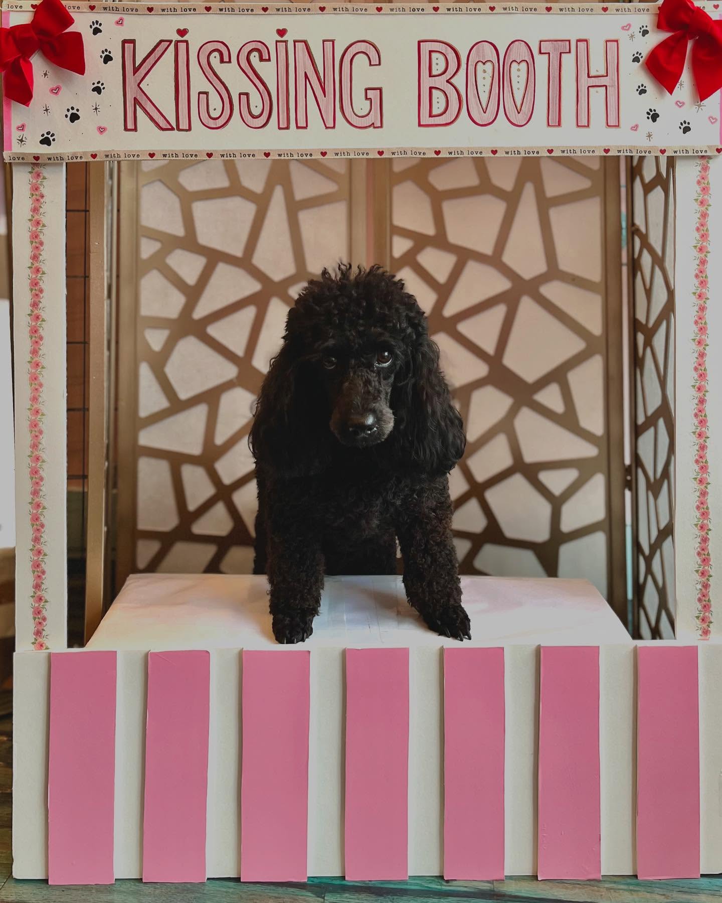 The pups had a great Valentine’s Day, full of love and kisses! 💋 @blissfully_beulahandbenji