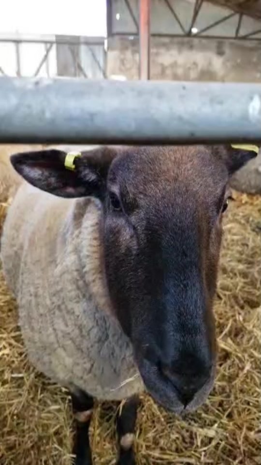 It's begun!
Lambing 2025 has begun!