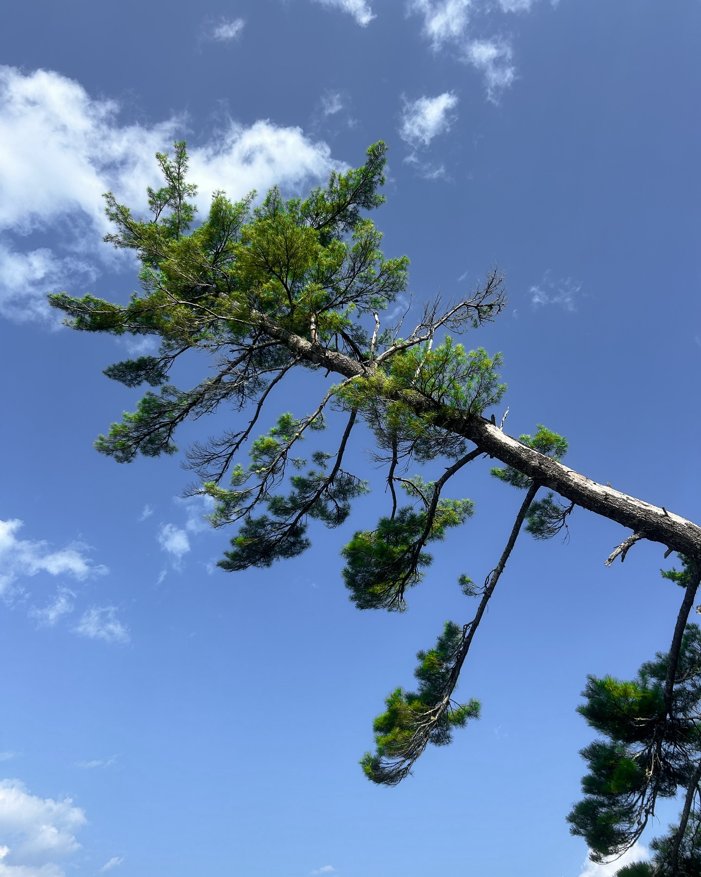 Memories of summer!🌲