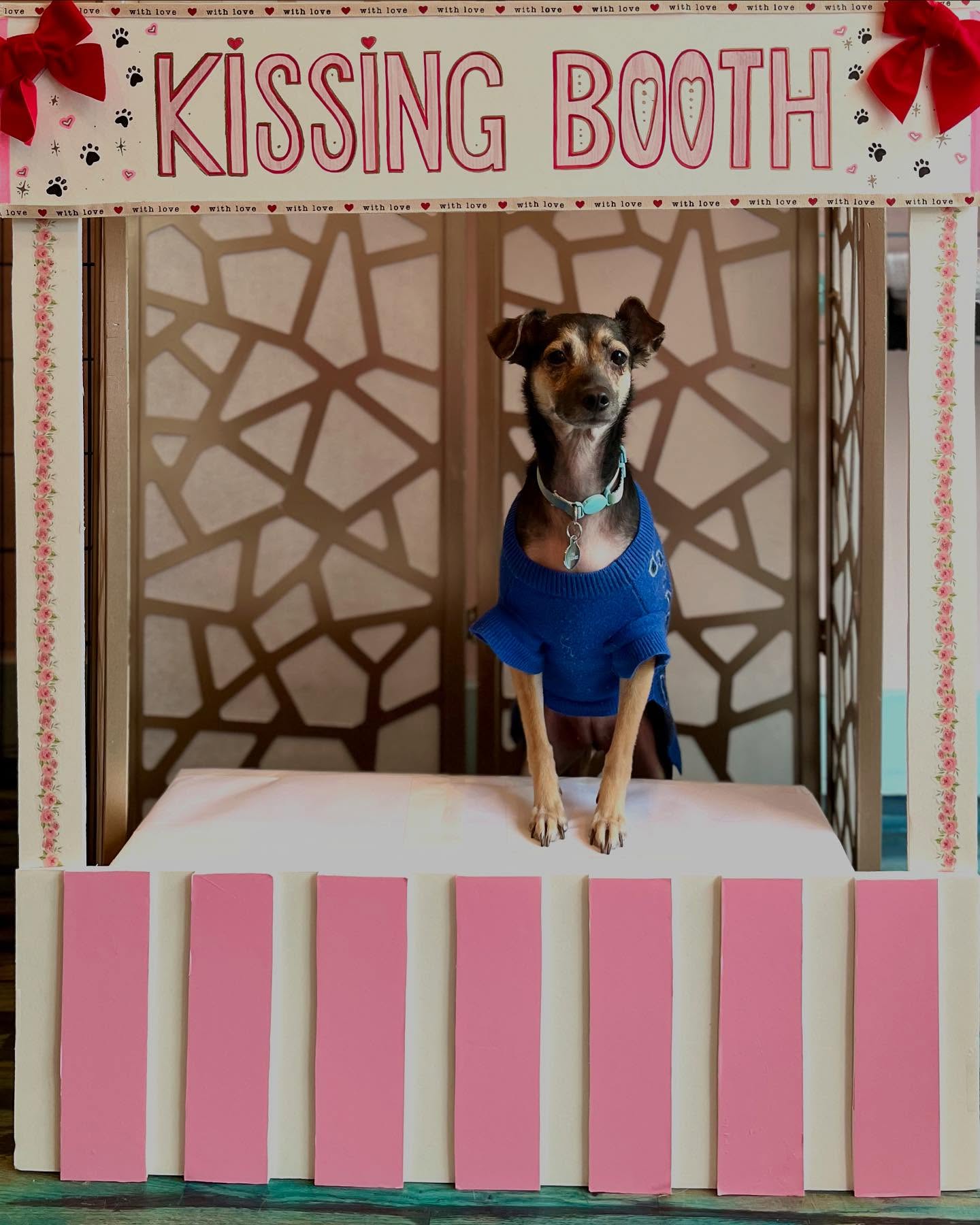 The pups had a great Valentine’s Day, full of love and kisses! 💋