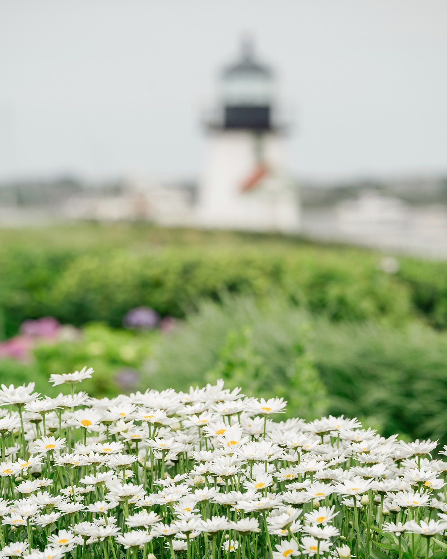 The countdown to flower season is official on! Daisies at Brant is coming to Seaworthy Nantucket along with a new curated collection. You’ll have to stay tuned for that announcement. I promise it will be up before the daisies are! 🌼 🌊
#nantucket #seaworthynantucket #fineartnantucket