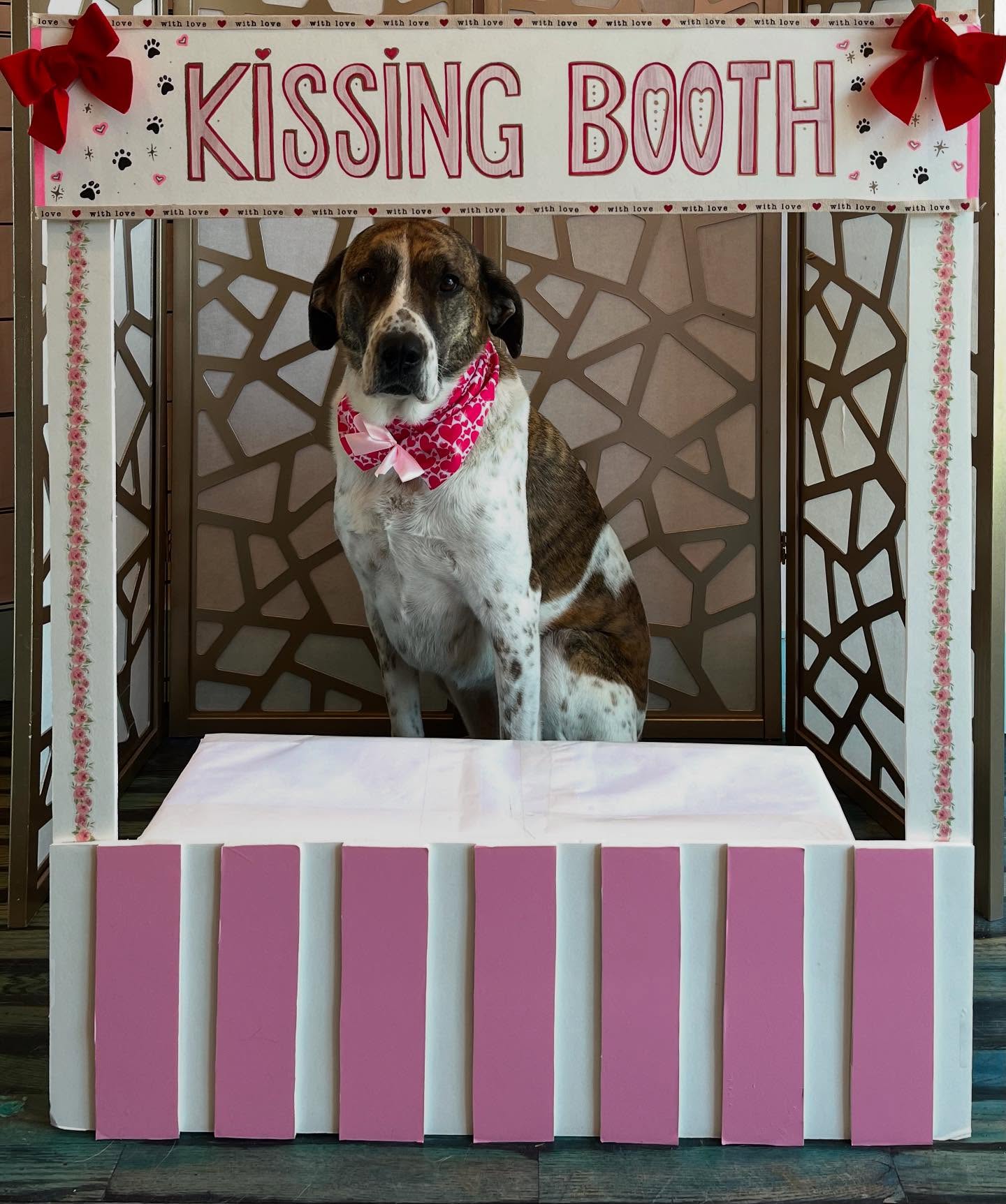 The pups had a great Valentine’s Day, full of love and kisses!
