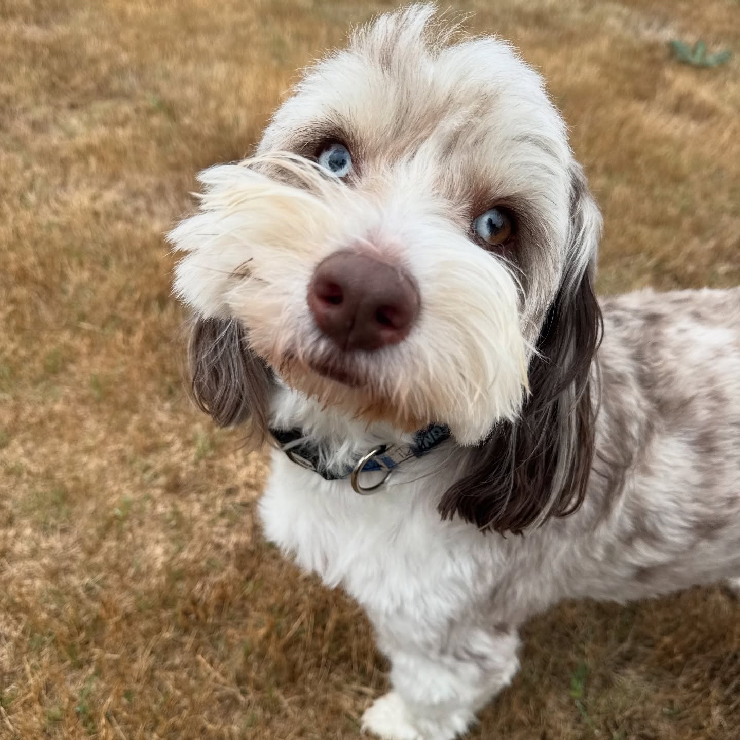 Indy says it’s cold out I’m ready for some inside snuggles. 🩵
Let me know if you need pet sitting services in and around the Boerne / Fair Oaks / Leon Springs area!
#boerne #pets #petsitter #petsitting #doglover