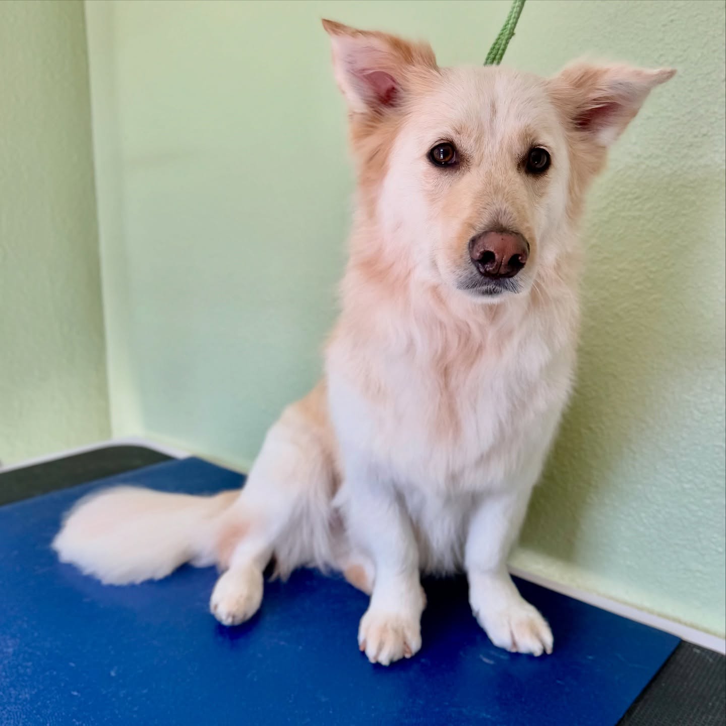 The last few weeks have been menagerie of herding dogs, especially some adorable Australian shepherds! Enjoy the Aussie spam 🐾
#sandiegodoggroomer #fearfree #groomingtraining #australianshepherd #akc #asca #puppylove #smallbusiness #lajolla #bayho #clairemontsandiego