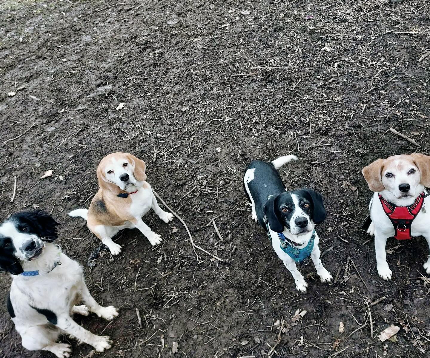 Squad goals 🐶✨ Four paws, endless fun, and big smiles at Hegiin’s Private Dog Paddocks! 🐾💕 #HappyPups #OffLeashAdventures #doglover #westyorkshire