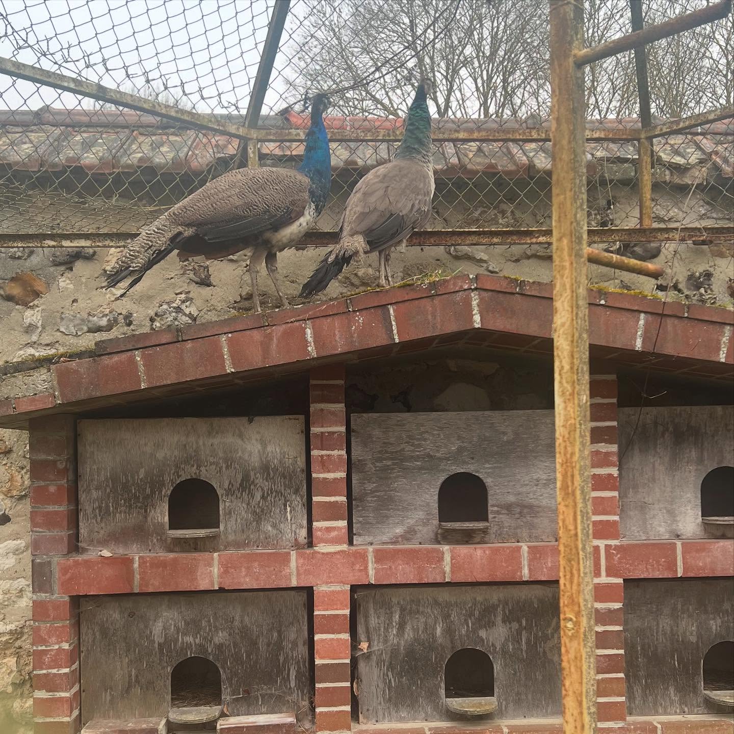Notre nouveau couple de Paons 🦚 ils vont passer plusieurs mois dans notre volière pour les acclimater à leur nouvelle résidence 🌳