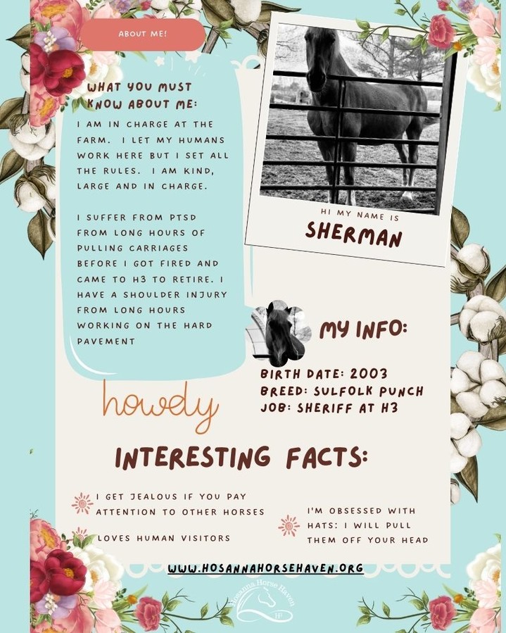 Our horse of the day, Misty! The tiniest , spunkiest miniature horse ever created <3