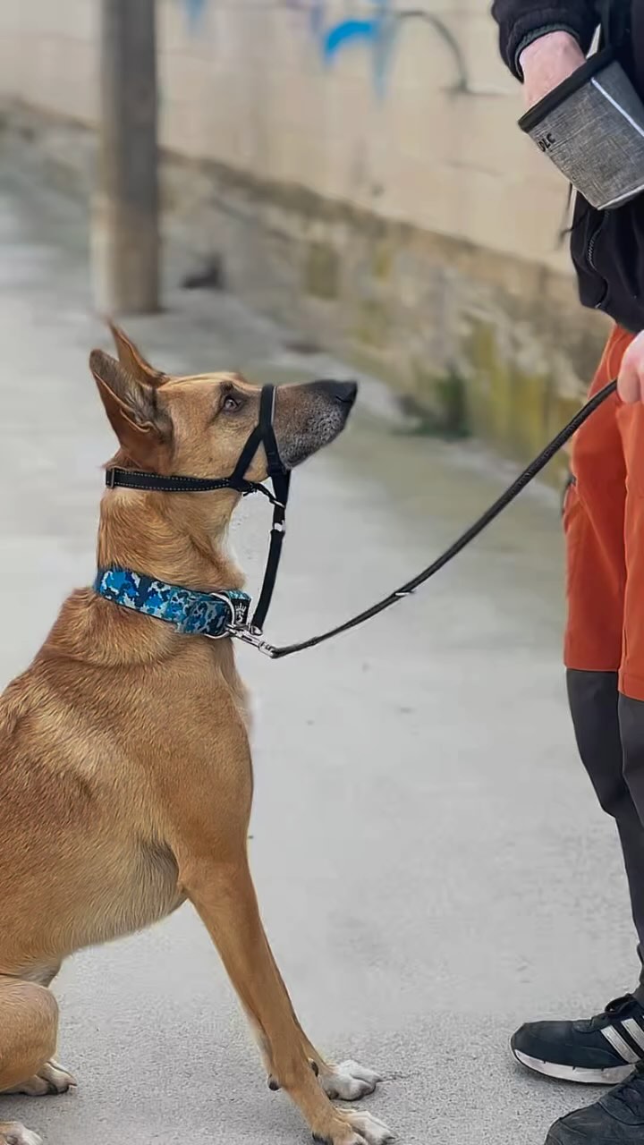 ¡Hola a tod@s!👋🏼
Hoy os traemos un tutorial sobre cómo introducimos el Halti a Coco, paso a paso.
⚠️ Es fundamental usarlo correctamente y siempre bajo la recomendación de un profesional.
💬 Cuéntanos, ¿tu perro ha usado Halti alguna vez? ¡Os leemos!
~
#dogtraining #educacioncanina #adiestramientocanino #modificaciondeconducta #obedienciacanina #halti