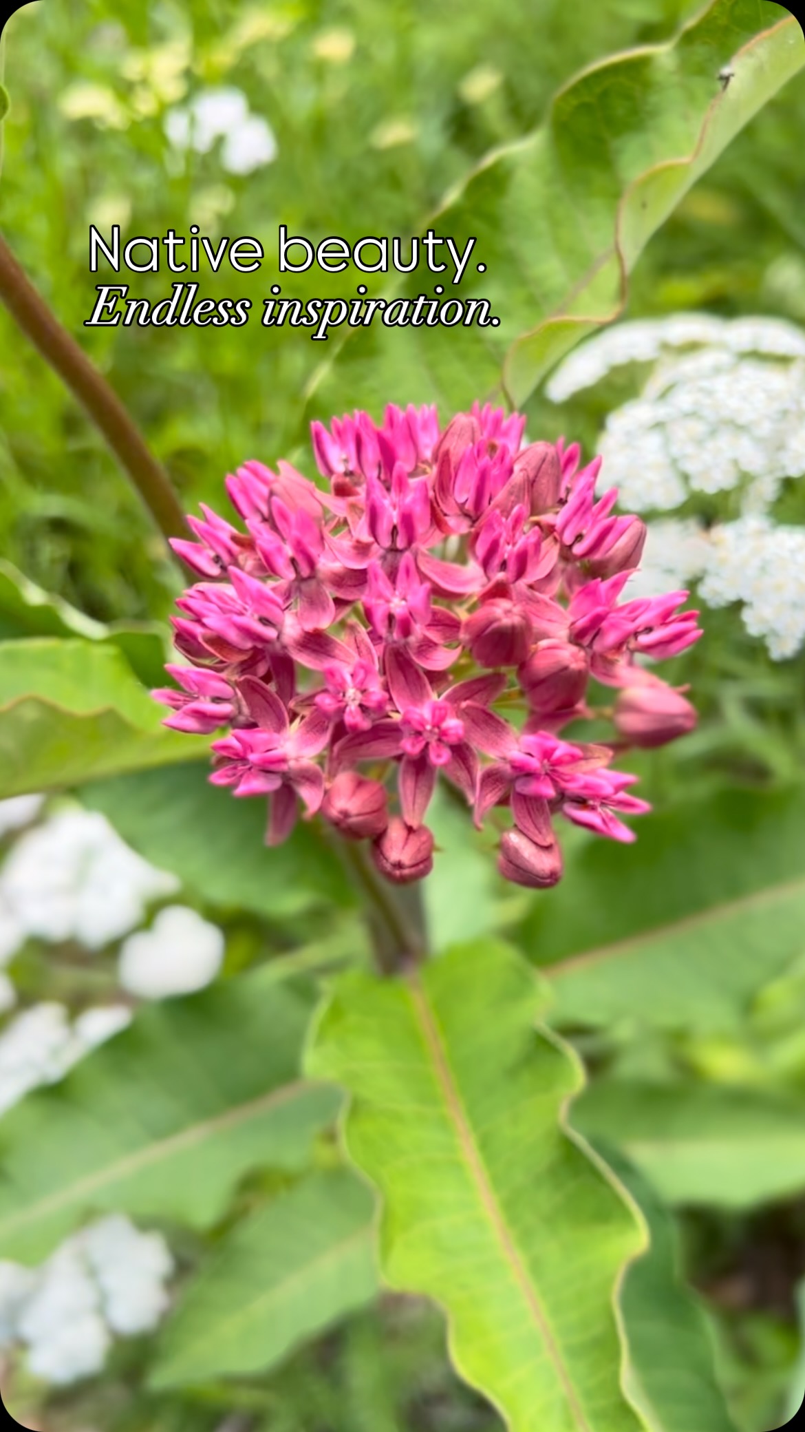 Up close with nature’s own masterpieces—where native blooms invite a flurry of delightful visitors. Every petal tells a story of local beauty and wild wonder. #NativePlants #GardenMagic #LocalFlora #natureandblooms