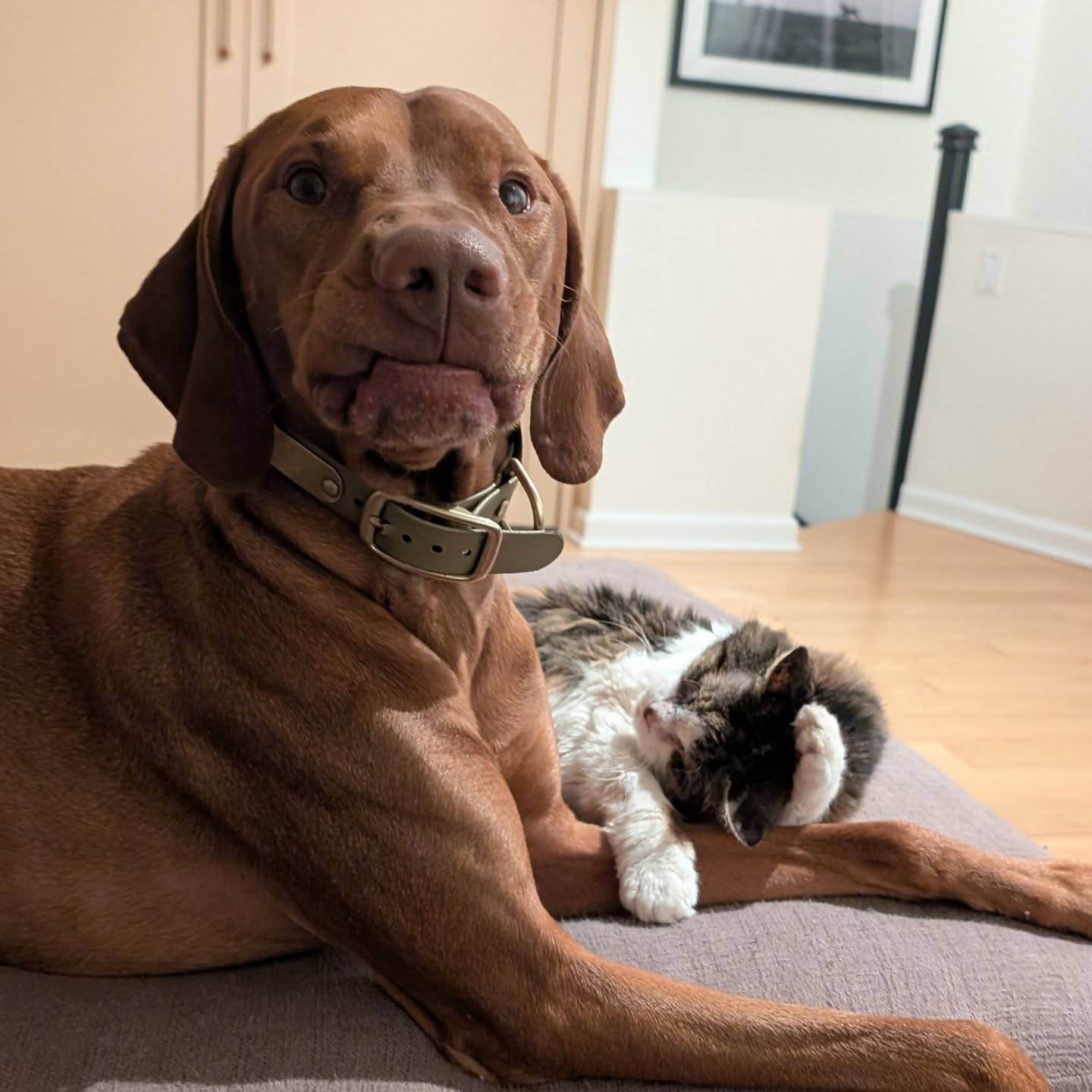 Omg this face 😂
#bestbuddies #ilovemyvizsla #vizslalife #vizslagram #vizlsasofinstagram #vizslasofchicago