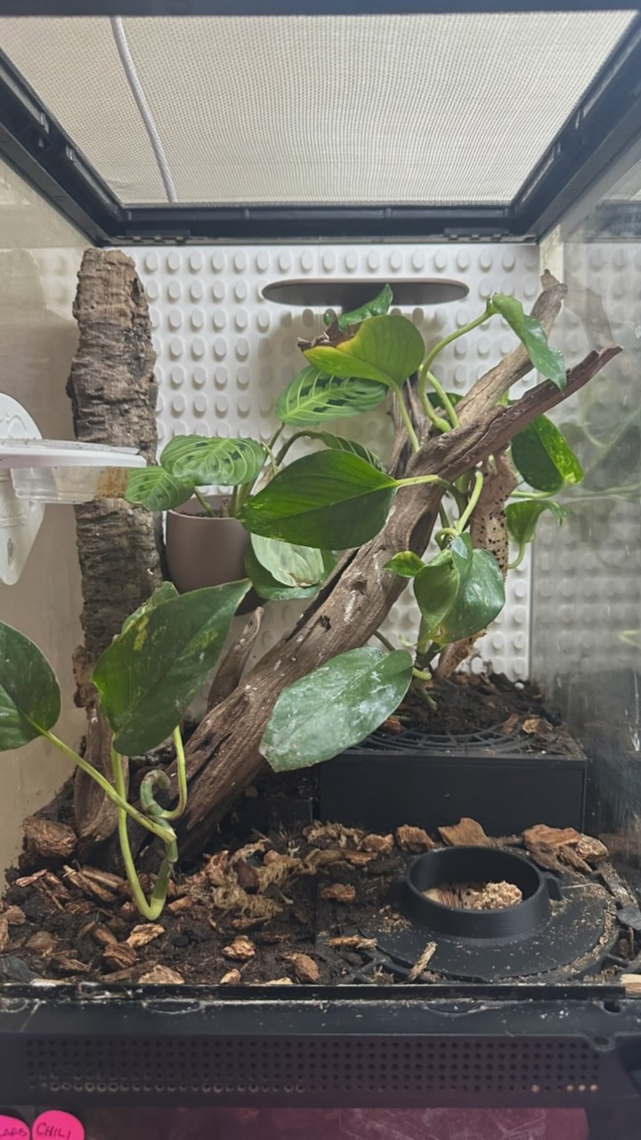 So I’ve been hard at work this last month for all you #geckolovers to fine tune a new design idea for your terrarium. Instead of the basic cork background, I made “Terrarium Tiles”. 6 tiles nest perfectly on your 12x18” background. These tiles also have clickable notches to attach a variety of accessories.
Also, I made a way to easily check for eggs in your #bioactive terrarium. Check out the new substrate grid with lay box in ground. #awesome way to check for #crestedgecko eggs.
I’ll be at #repticon in Orange County today showing off these new products. Come visit!