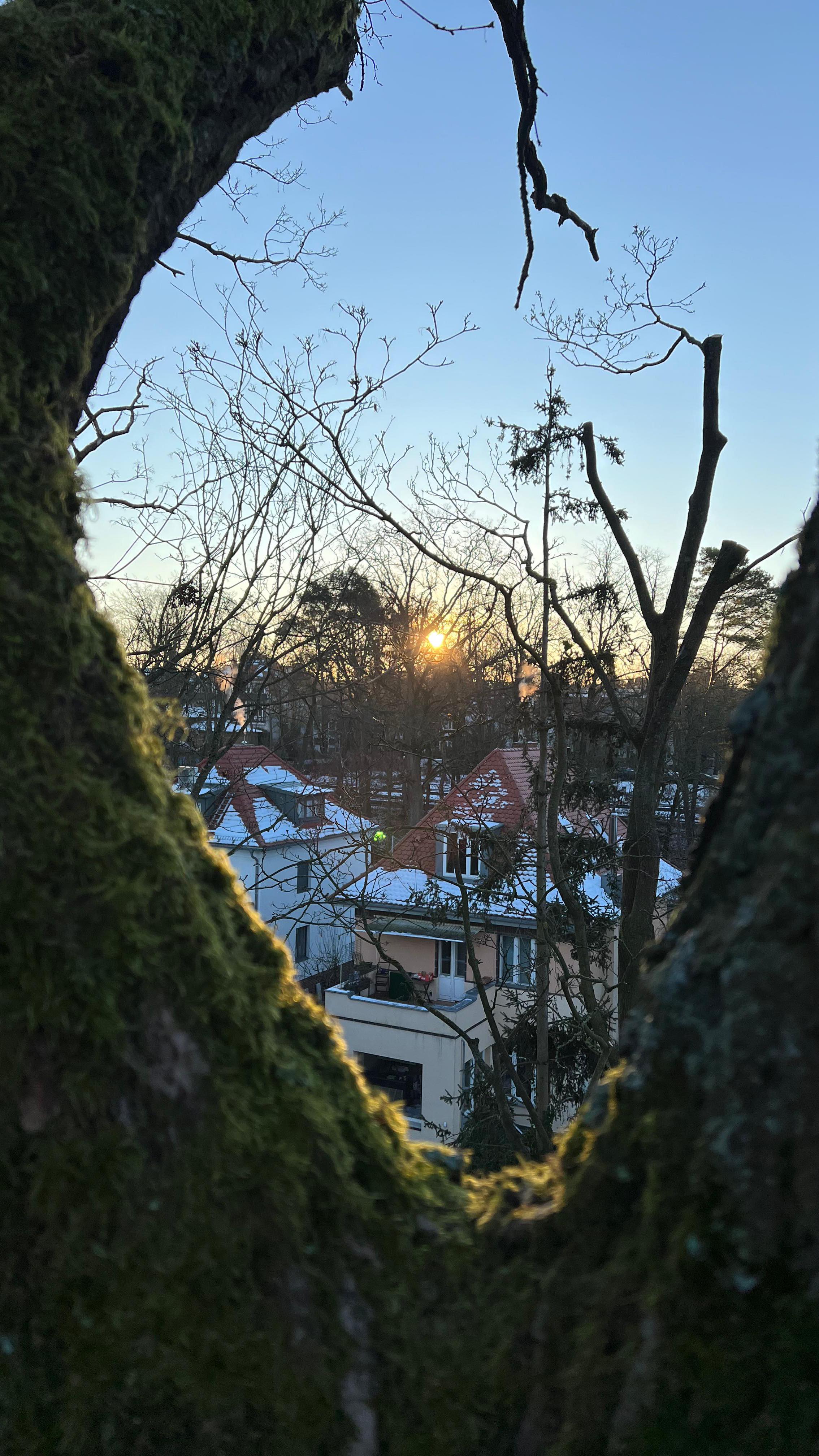 Home office vibes 🍀 #treecare #arborist #treeclimbing #tree #nature #notchequipment #roperunner #teufelberger #homeoffice