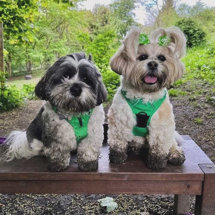 ✨ Two best friends, one big adventure! Our private dog paddocks are the perfect place for lead-free fun and to pose for adorable photos just like these guys! 🐾💛 Book your pup’s playtime today. #HappyPaws #HegiinsPrivateDogPaddocks