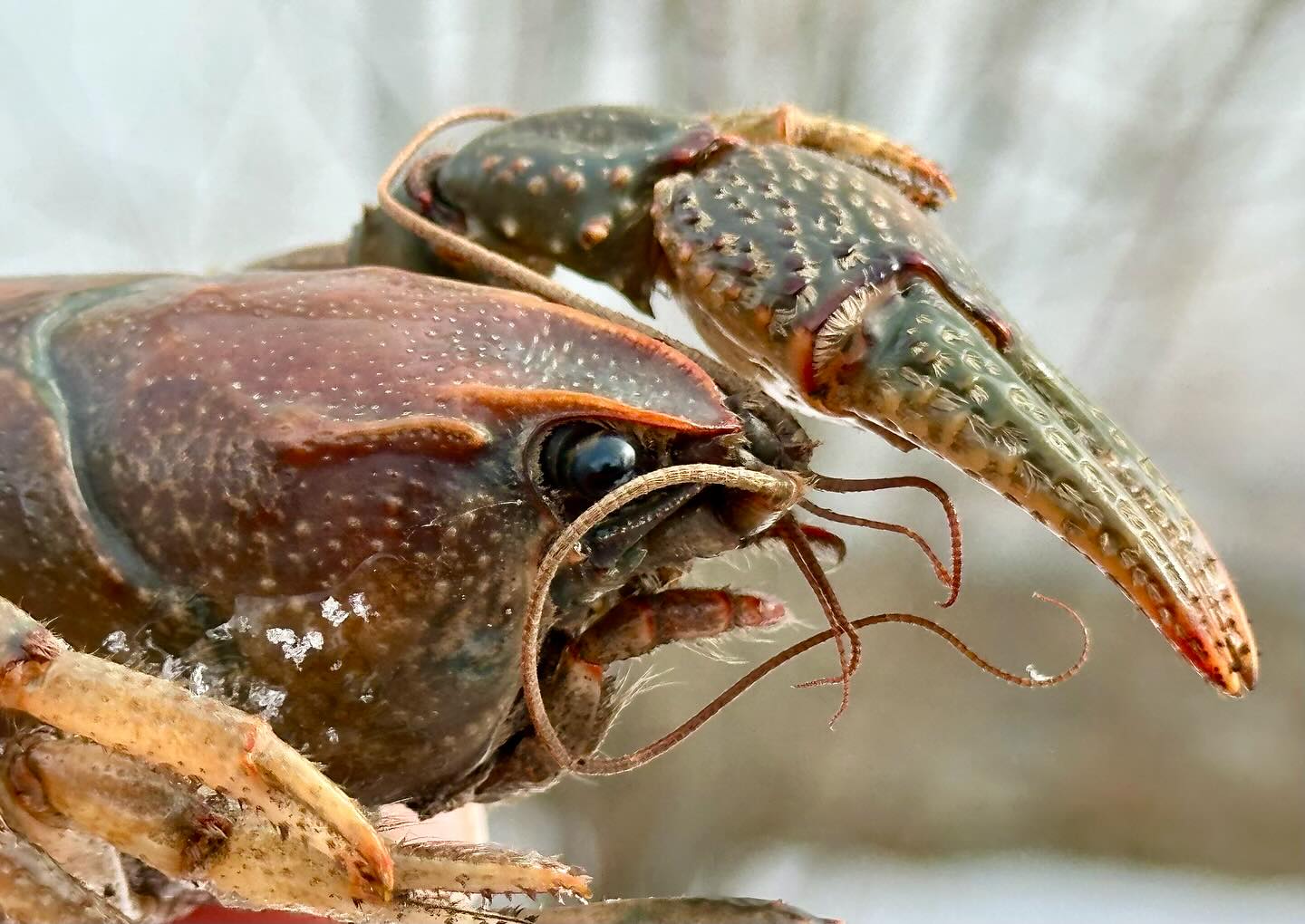 Big crayfish were on the move overland during the warm rainstorms last week, but some did not find cover before the cold hit again.
This is typical during shifts in weather as they seek out suitable habitats for survival!