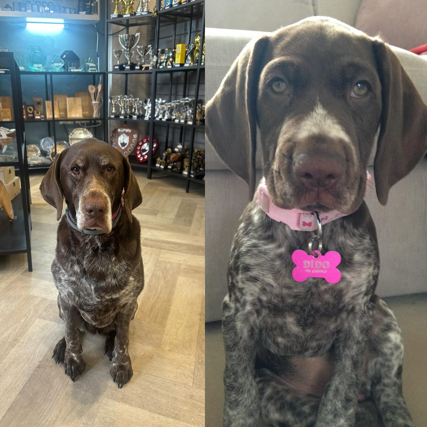 Happy 10th birthday to our gorgeous Dido ❤️ @didothepointer
From naughty puppy to our most loyal friend 🥰
She’s now got a few lumps and bumps and grey hairs but she’s still as happy as ever 😊
#gspofinstagram #germanshorthairedpointer #germanshorthairedpointersofinstagram #shopdog #loyalfriends