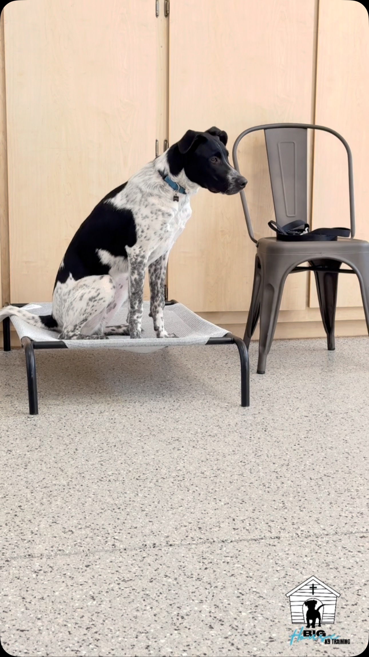 š¾ Meet Maverick, the adorable 7-month-old superstar puppy! š Heās currently enrolled in our beginner skills course, and let us tell you, heās absolutely rocking his training! šŖāØ
From mastering āplaceā to perfecting āleave it,ā Maverick is picking up on automatic sits and non-verbal cues like a pro. š¶š Weāre also working on fading out treats, all through positive reinforcement techniques that make learning fun! š
Keep up the pawsome work, Maverick! We canāt wait to see all the amazing things youāll do! š„³š„ #PuppyTraining #PositiveReinforcement #MaverickThePup #bighousek9training #dogtraining #bhk9training #positivereinforcement #bhk9trainer #casagrandeaz #bhk9train #positivereinforcementtrainer #azdogs #azdoglife #azdogtraining