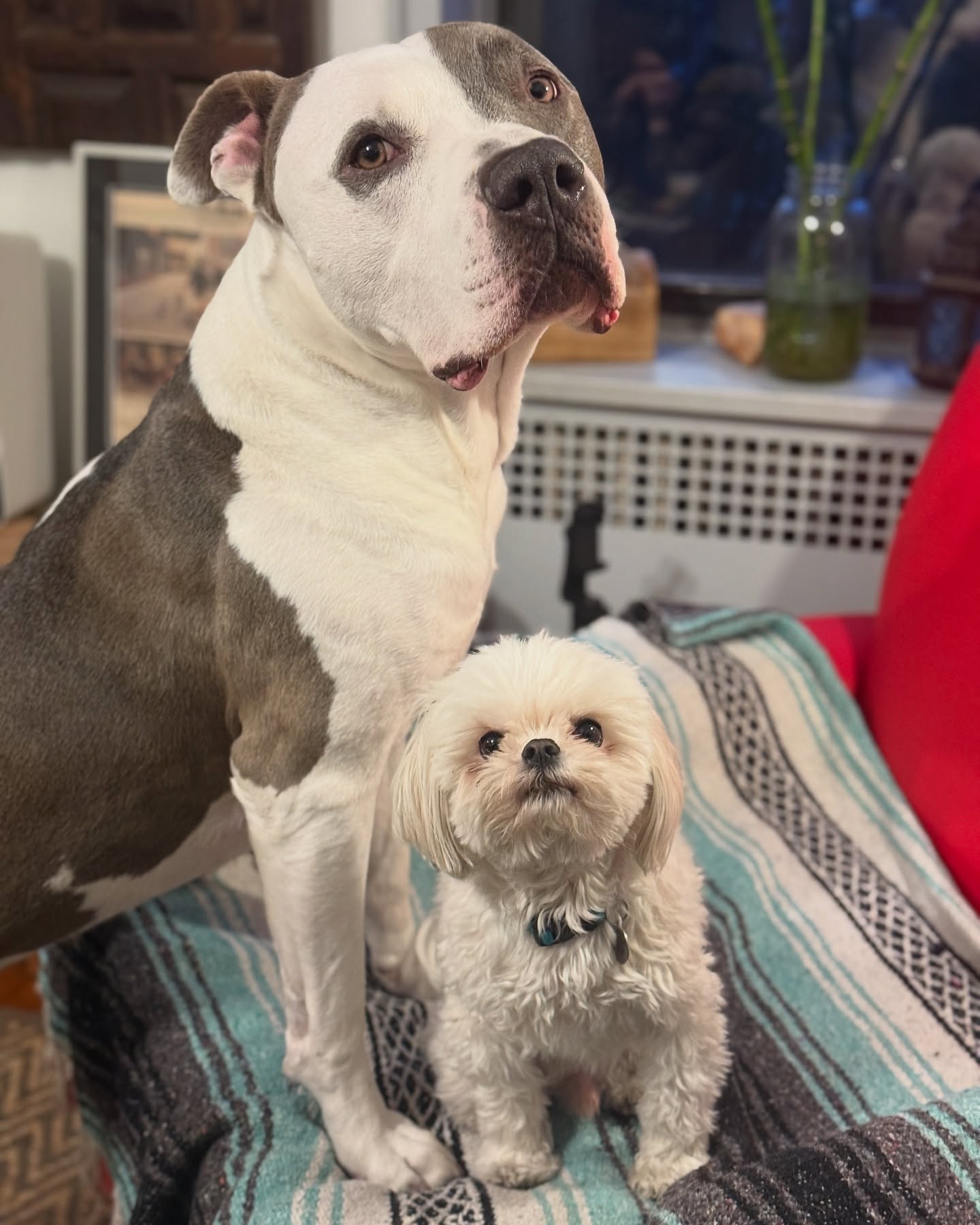 Brutus & Homicide (pick 1. “Both” is not an option)
#bullybreed #maltise