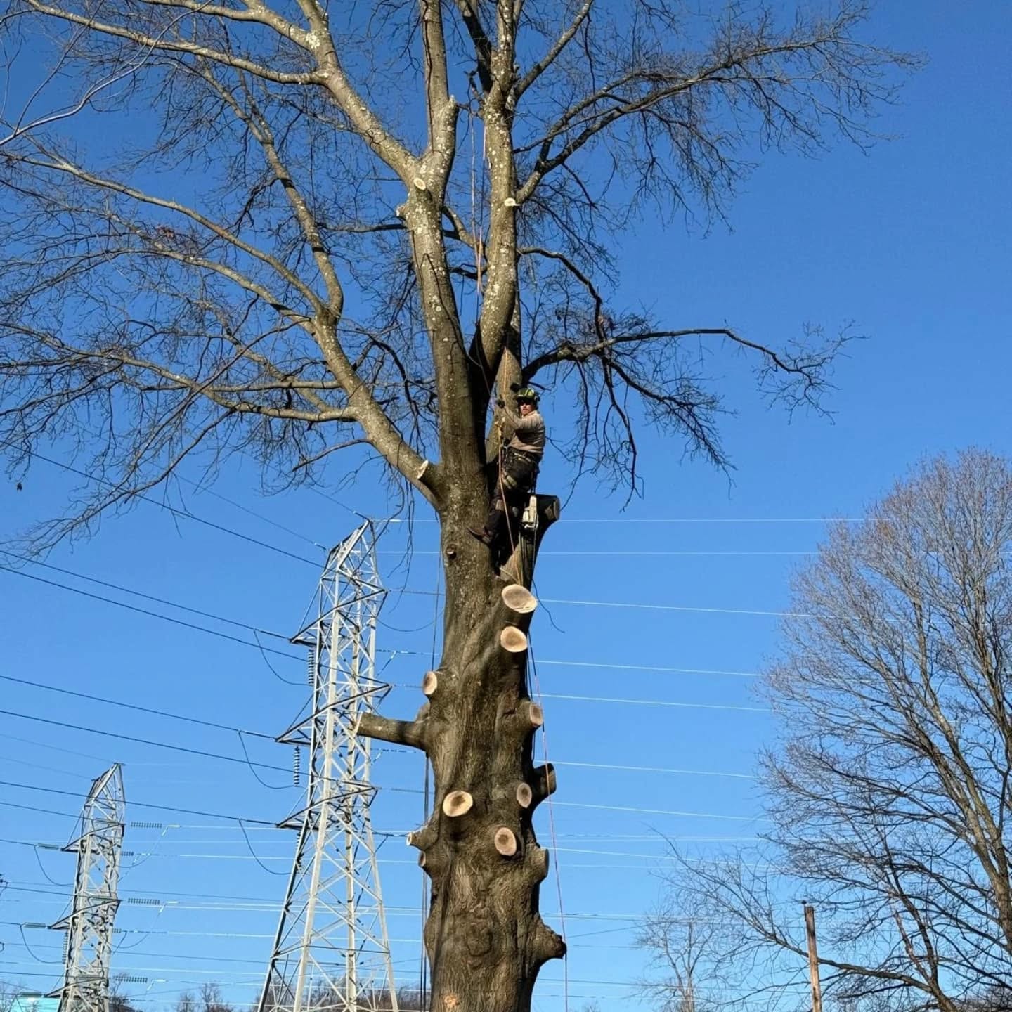 Tree Life 🌳🌲🌿 #treeservice #treeremoval #stumpgrinding #treepruning
