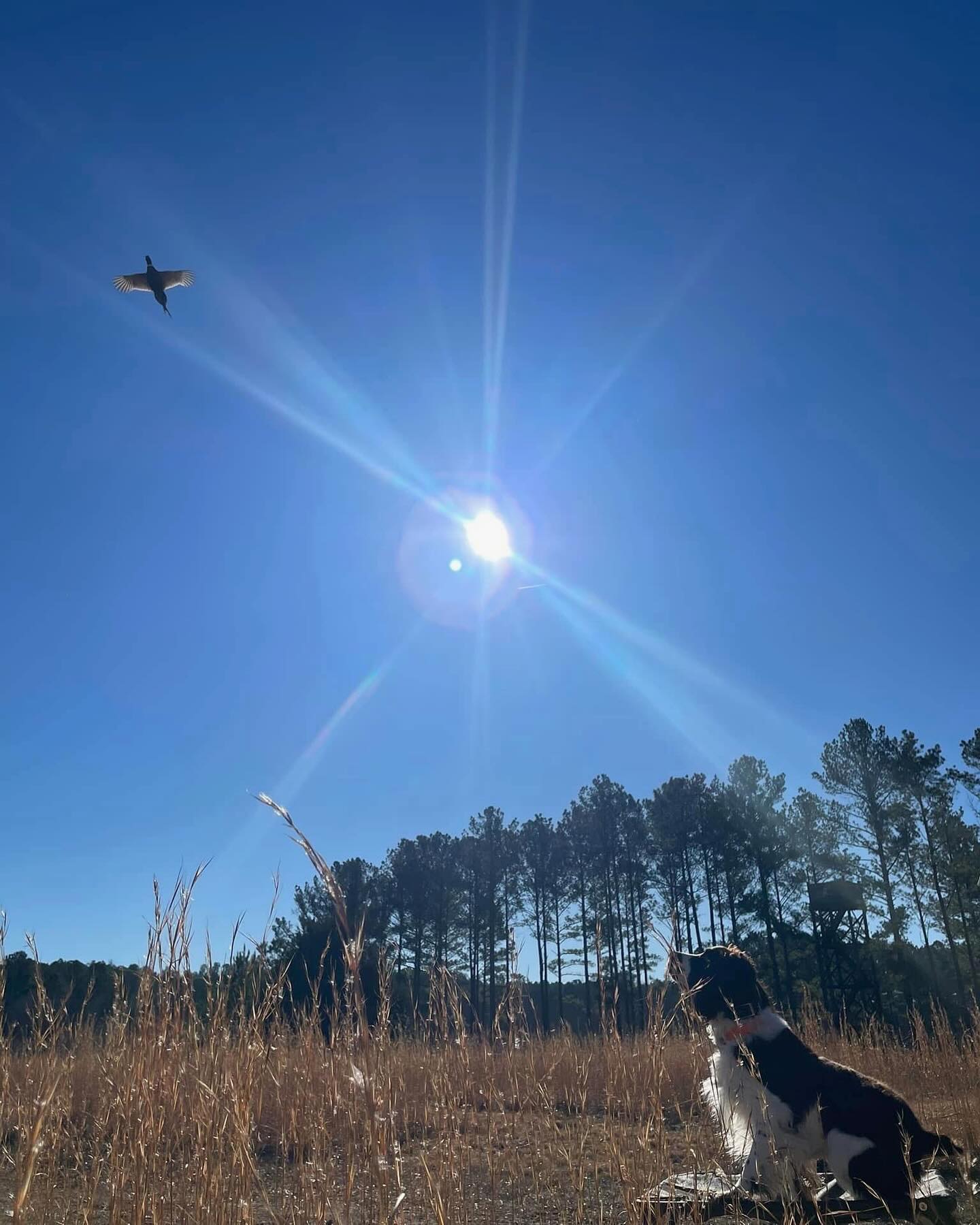 ☀️🪶🐾💯
.
.
.
#schillingsgundogs #schillingsgundogstraining #sgdtraining
#uplanddogtraining #uplanddogtrainer
#gundogtraining #gundog #birddogtraining #birddog #retriever #retrievertraining