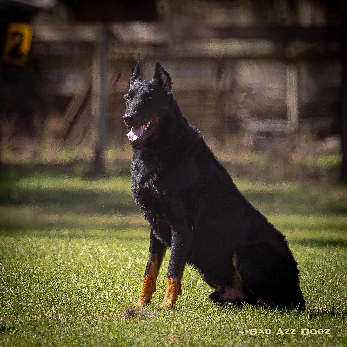 Rowan achieved another title two weeks ago 🎉
We finally were able to take the time to finish out his HSAs title and got some wonderful photos in the process. It’s always a treat to have @badazzdogz out at our trials!
Pending AKC Approval:
SAR K-9 Rescue Me Rowan du Vaillant Feu PT *HSAS* DCAT SAR-W TT DSA CGCA TKI