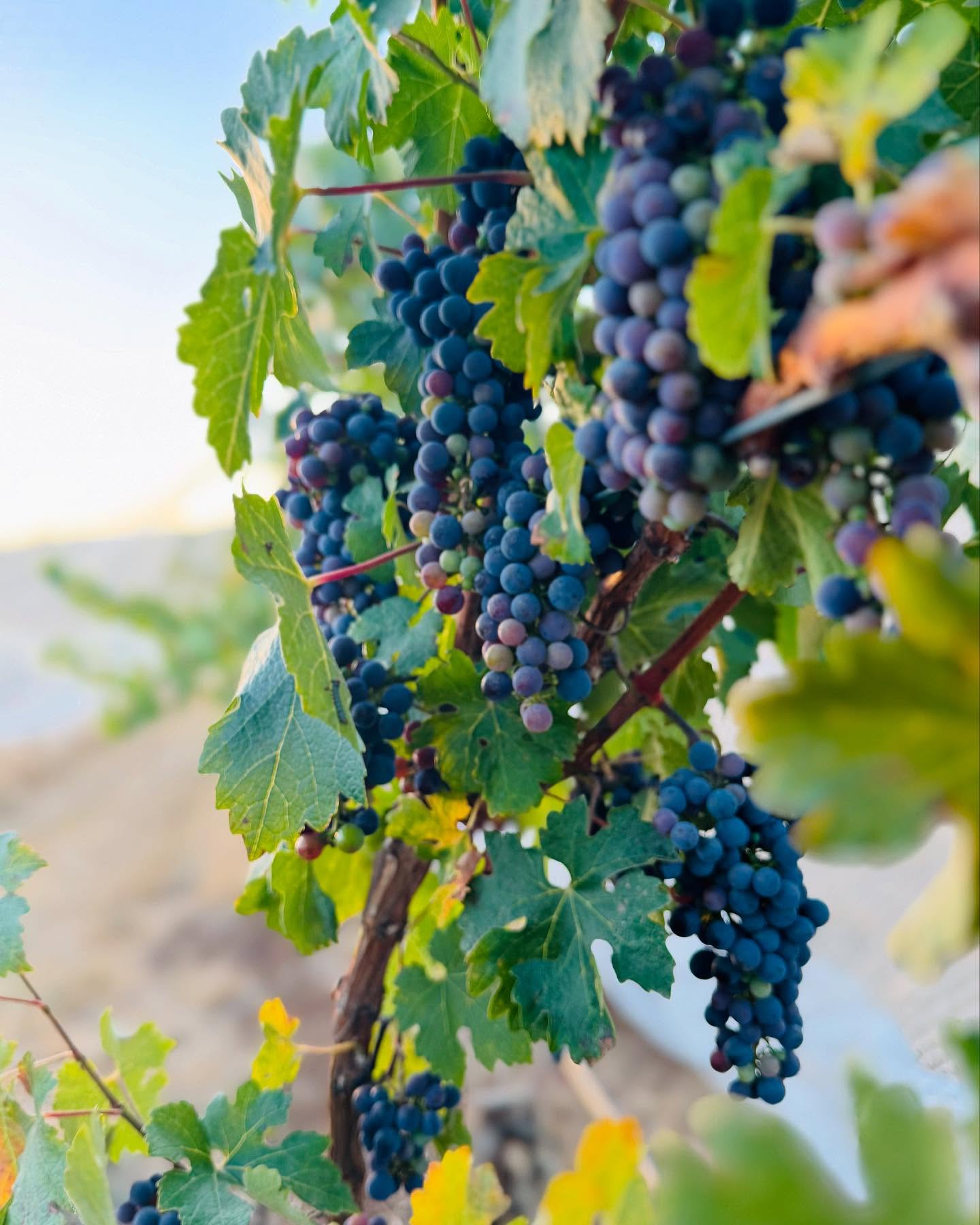 Secretly this is my favourite... Cabernet Sauvignon! Pretty blue fruit, thick skin, and herbaceous notes. Not a commonly planted cool climate variety, but this hot and uncommonly dry summer is suiting our Cabernet Sauvignon and giving us high yield! #cabernetsauvignon #coolclimatecabernetsauvignon #coolclimatewines #hotsummer #summer #warmerweather #ourvineyard #weekendsinmelbourne #boutiquewinery #winerylovers #wine #australianwines
#macedonranges #winetasting #cellardoor #vintners #daylesfordmacedonlife #daylesfordmacedonranges #cellardoorvictoria #melbournecellardoor #victorianwine #victorianwinery #winerymacedonranges #woodend #kyneton #localproducers #cellardoorvictoria #explorevictoria #wineryvictoria #countryvictotia
#visitvictoria