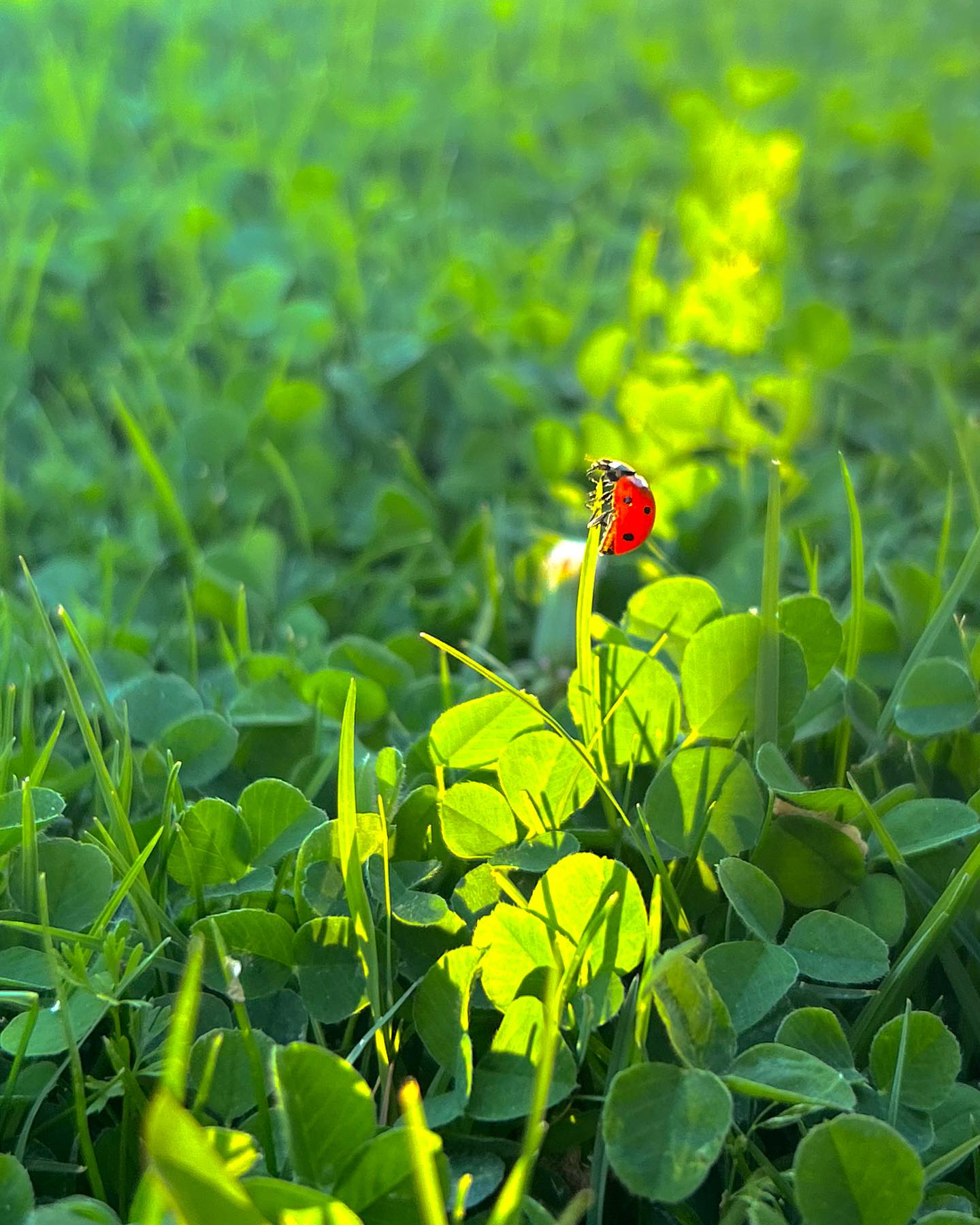 No hair. Just Sunday afternoon stuff. ☘️ 🐞 🌿
Photo by: FMH
#ladybug #sunday #coolnephews #clover #chill