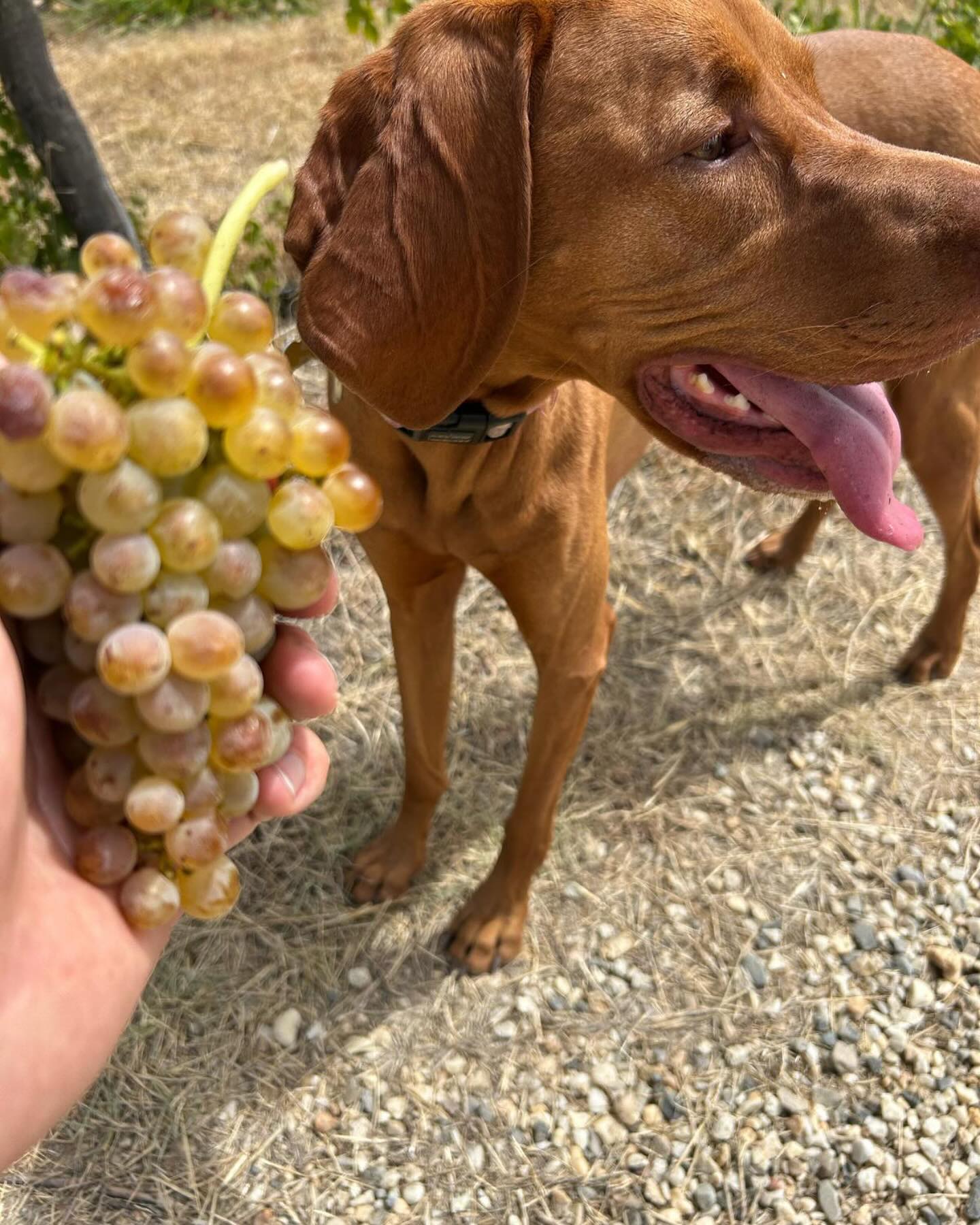 Rou saying the roussanne needs few more days