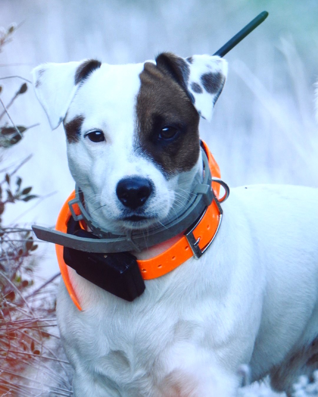 Us en recordeu de l'Otto🐶? Fa una setmana va venir per la vacuna i revisió anual 💉, ara fa un any l'operavem d'una fractura 🦴🩻 a la tíbia, com ens agrada veure'l recuperat 💪🏼💙