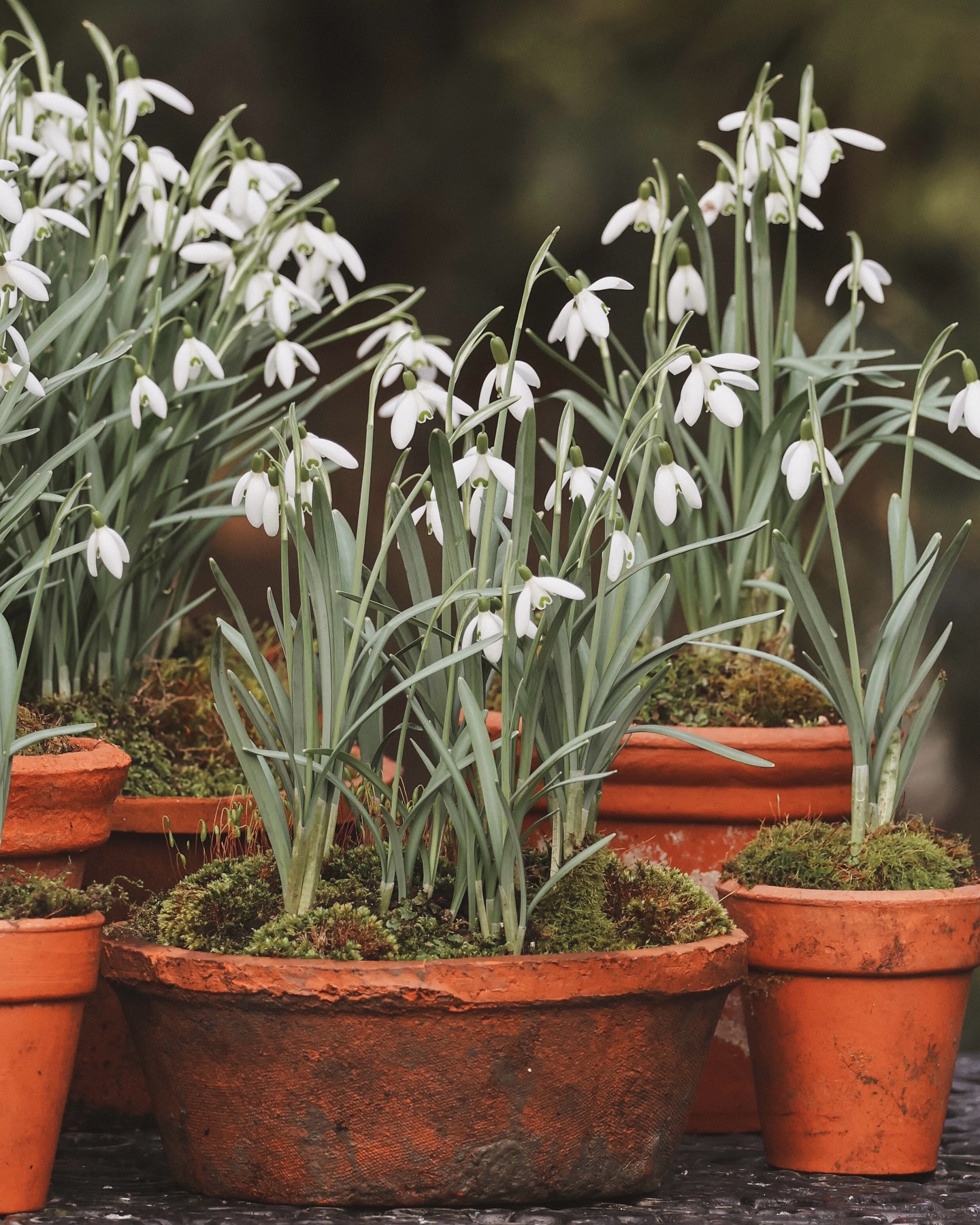 These quiet heralds of spring scatter the landscape with their delicate charm. Their ability to bravely push through the frost as the first flowers to awaken has long been woven into folklore.
An old German tale begins with snow, colourless and wandering the world in search of a hue. It asked the flowers for help, but each refused - until the humble snowdrop offered to share its pure white with snow. In gratitude, snow granted the snowdrop the strength to bloom, even in the heart of winter.
These cheerful pots, crafted with care by the talented Babs, can be spotted in Borde Hill’s latest reel.
#Snowdrops #SignsOfSpring #FlowerFolklore #WinterBlooms #Nature #EarthCapture #WildernessCulture #Galanthus #GardenTips #PottedFlowers