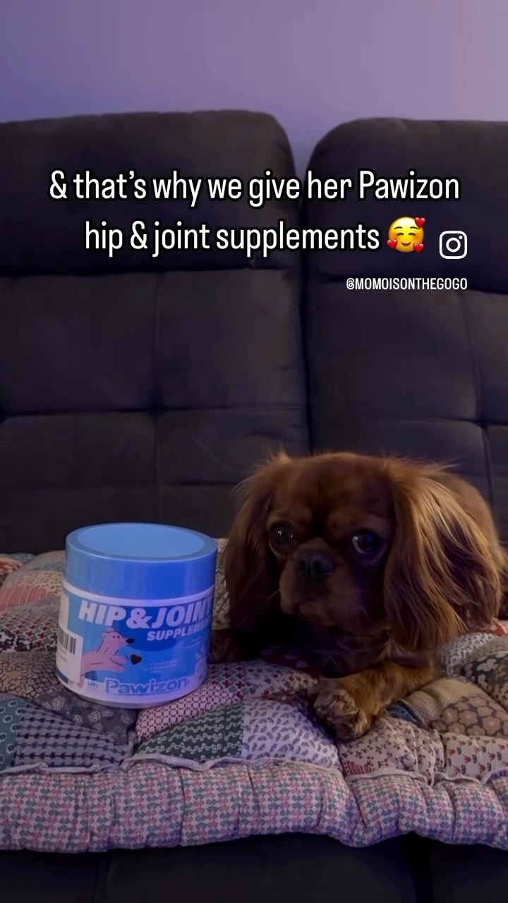 Momo’s loving her Pawizon Hip&Joint chews! 🐾🩵 Big thanks to @momoisonthegogo for sharing this adorable moment.
Who else’s pup would go crazy for this? 👀👇
#dogoftheday #petcollab #doglover #puppylife #dogmom #puppylove #doglife #dogsupplements #dogsupplies #pawizon #dogjointhealth #dogjointcare #dogjointsupplement