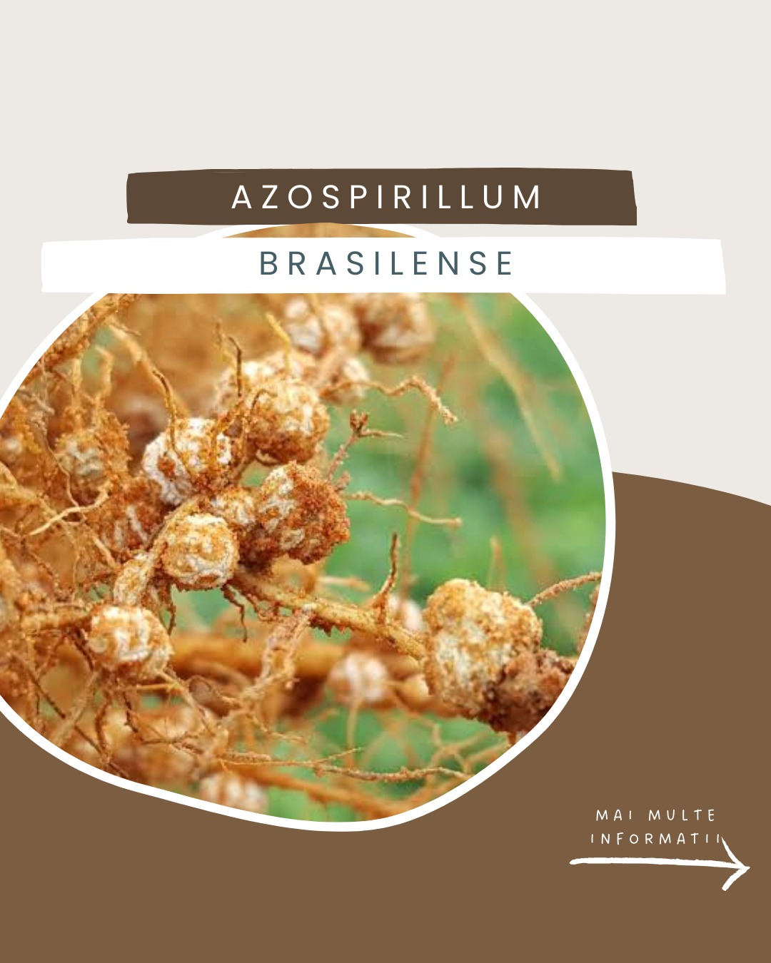 Terenurile acoperite de interculturi, pământul pătruns de rădăcini și microorganisme care susțin creșterea culturilor noastre...
Ce ne dorim noi să găsim in pământ și de ce? Faceți cunoștință cu microorganismele care lucrează mână în mână cu noi.
.
.
.
#iwannaknow #life #organic #earth #bio #creation #agriculture #farming #agricultura #biodiversity #organicfarming #regenerativeagriculture #bacteria #viata #regenerativefarming #agriculturaorganica #agriculturaecologica #agriculturaregenerativa #intercultura