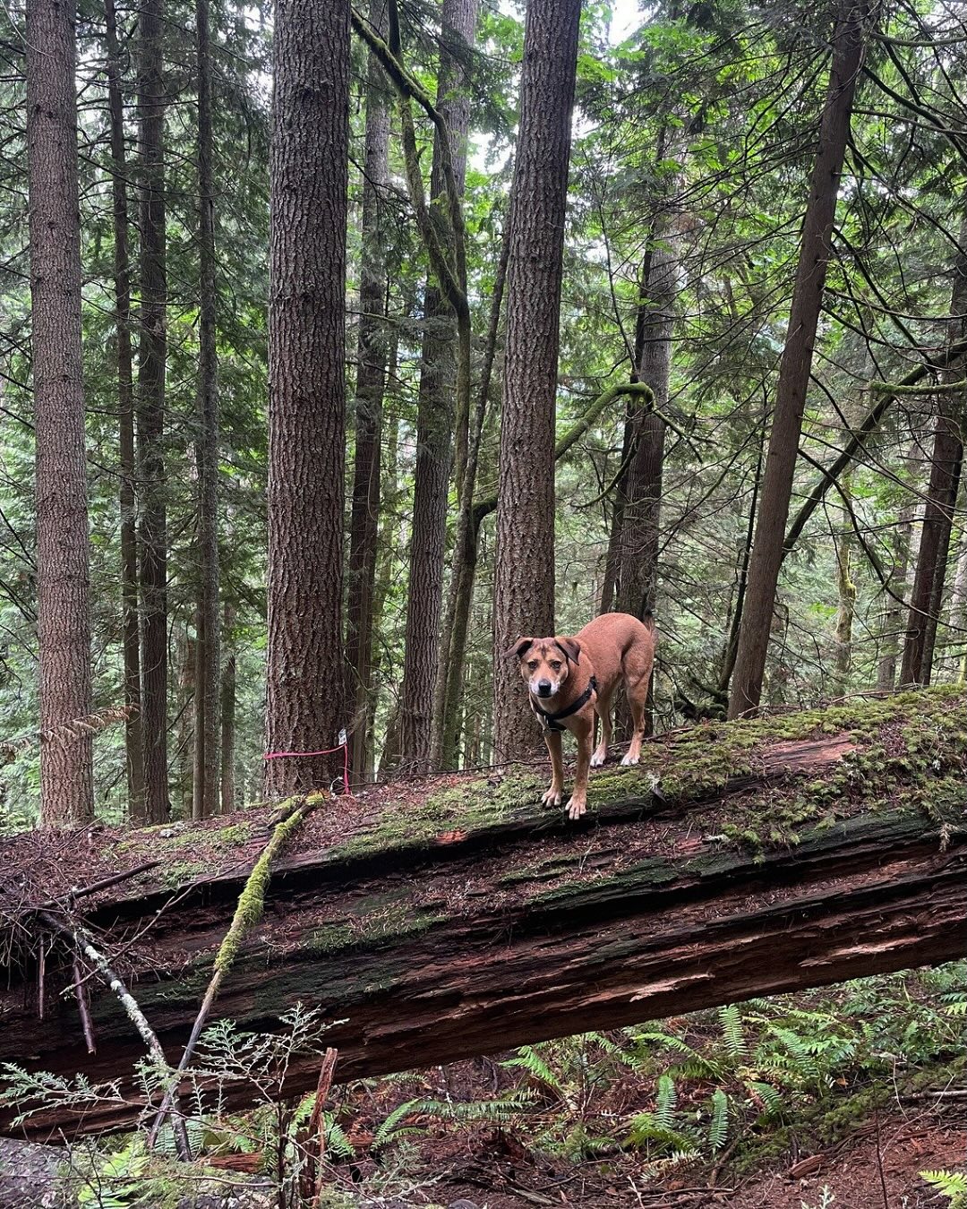 Right now, legislators are making big budget decisions— and we have the chance to secure more funding to protect mature forests.
Over the past two years, $98 million from the Climate Commitment Act (CCA) helped conserve 2,300 acres of mature forests, permanently protecting these natural climate solutions. But the demand to save threatened forests is way bigger than the first investment. 75,000 acres of older state forests are still at risk— forests that, if protected, could prevent 35 million metric tons of CO2 emissions!
This year, we have another shot at securing CCA funds to:
Conserve more mature forests
Support climate-smart forestry
Buy replacement lands for impacted rural counties
Take action now! Click the link in our bio to send a quick, prewritten message to your legislators. Let’s keep Washington’s forests standing for future generations!
(Photos from the former “Bessie” & “Brokedown Palace” timber sales that were protected using CCA funds)